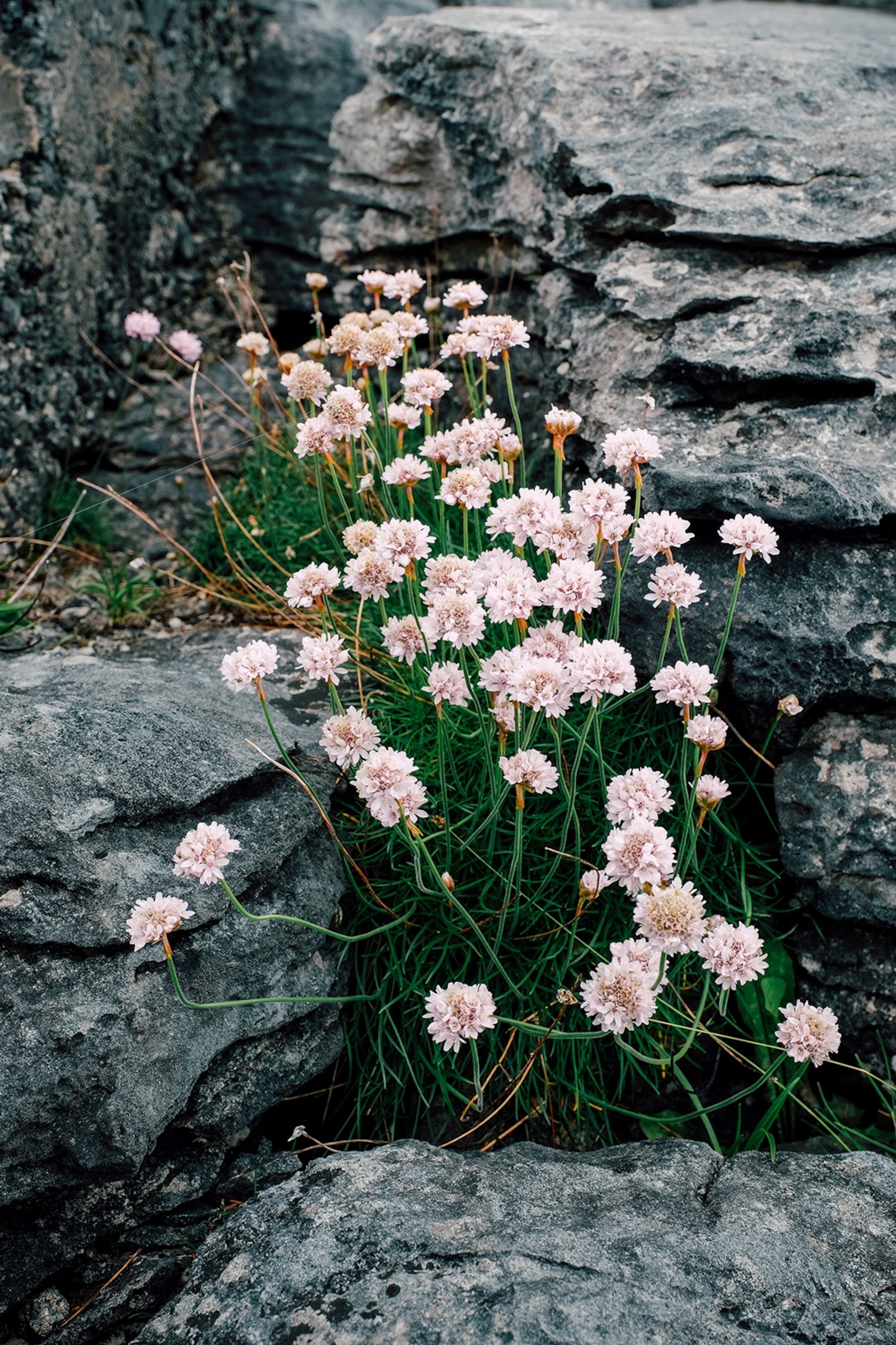 Wildflowers growing within rock formations