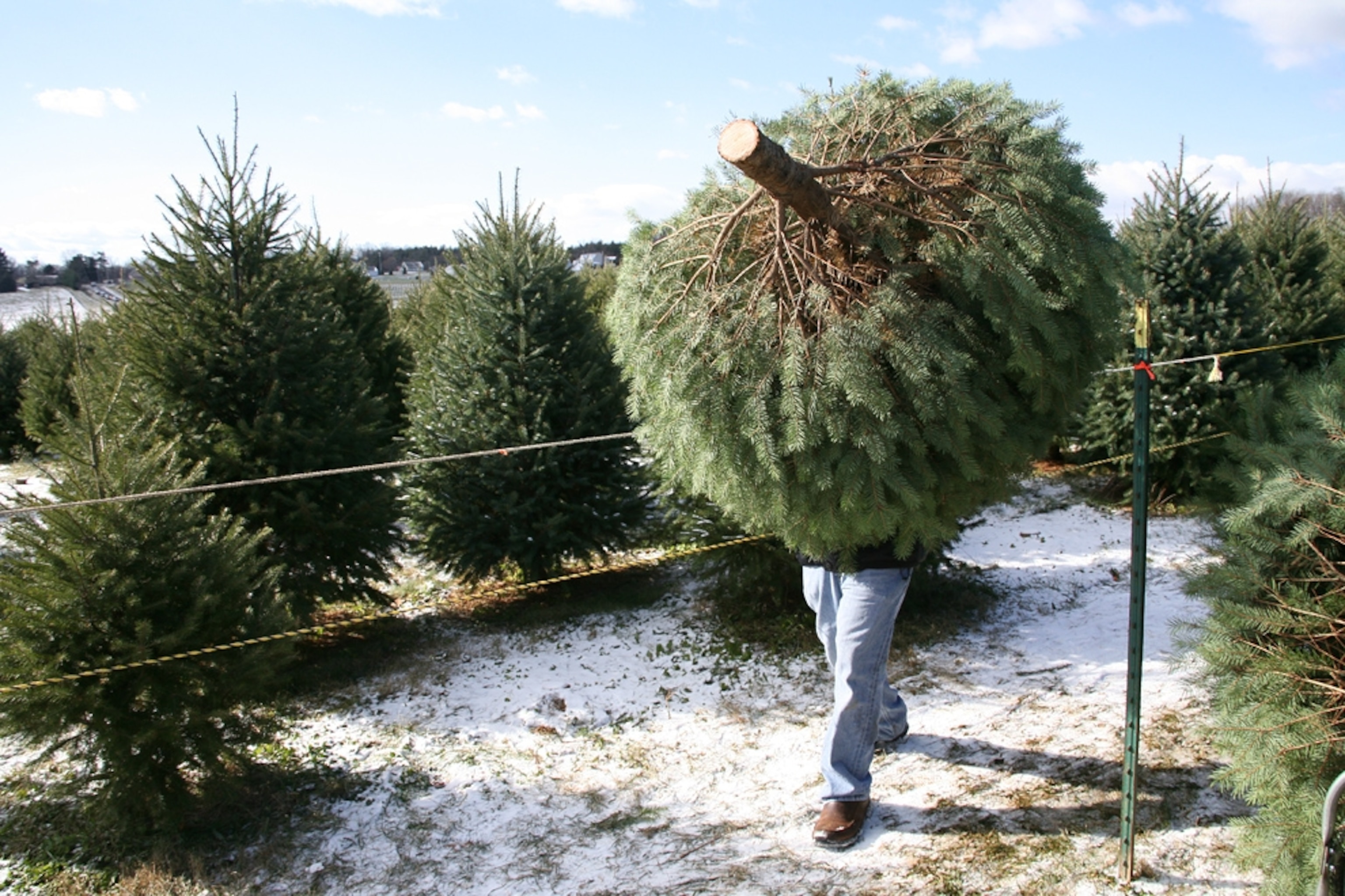 A man carries a fresh-cut Christmas tree.