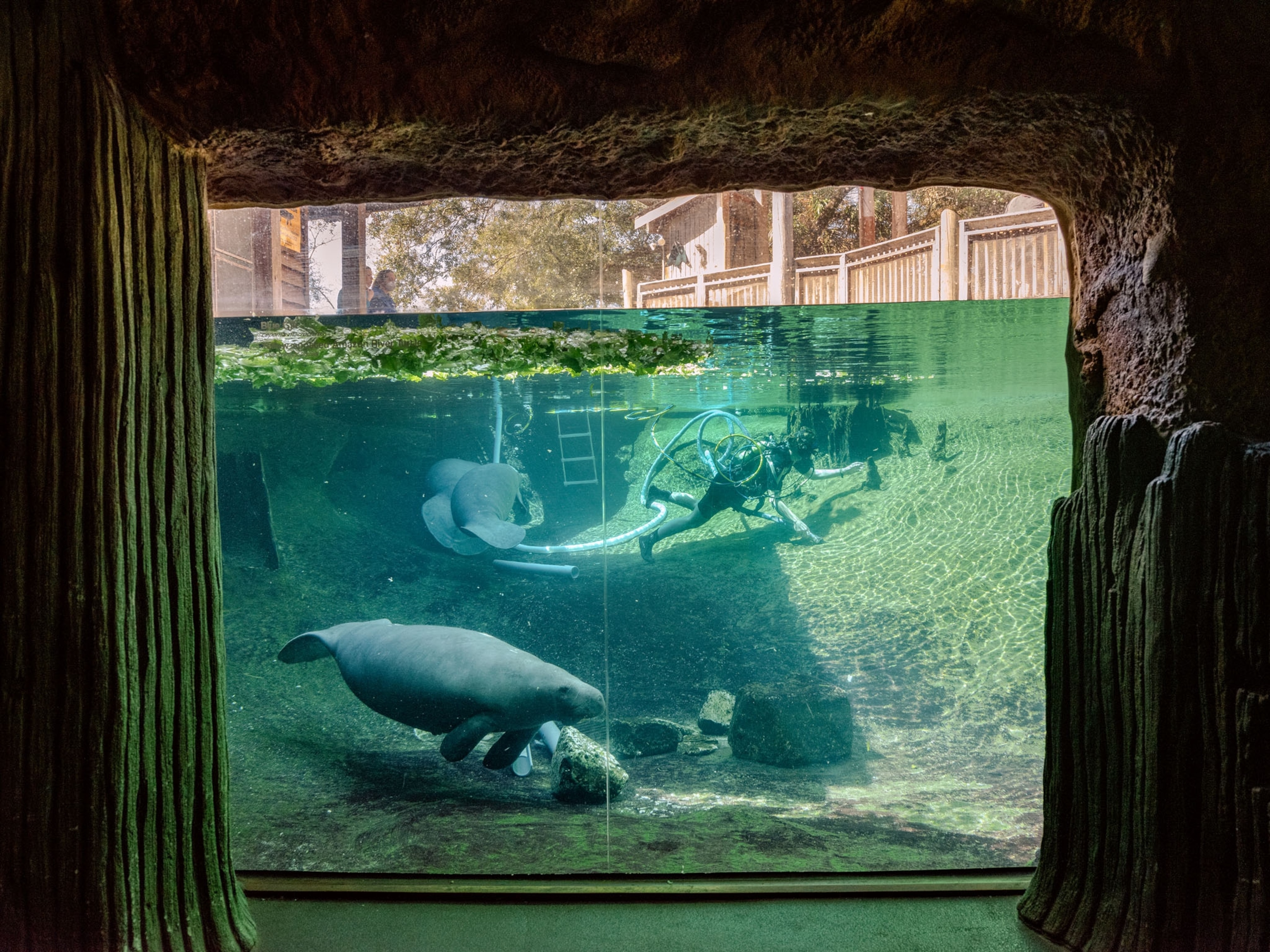 Picture of a manatee swimming in a large tank with an underwater observation window that is underground and surrounded by rocks.