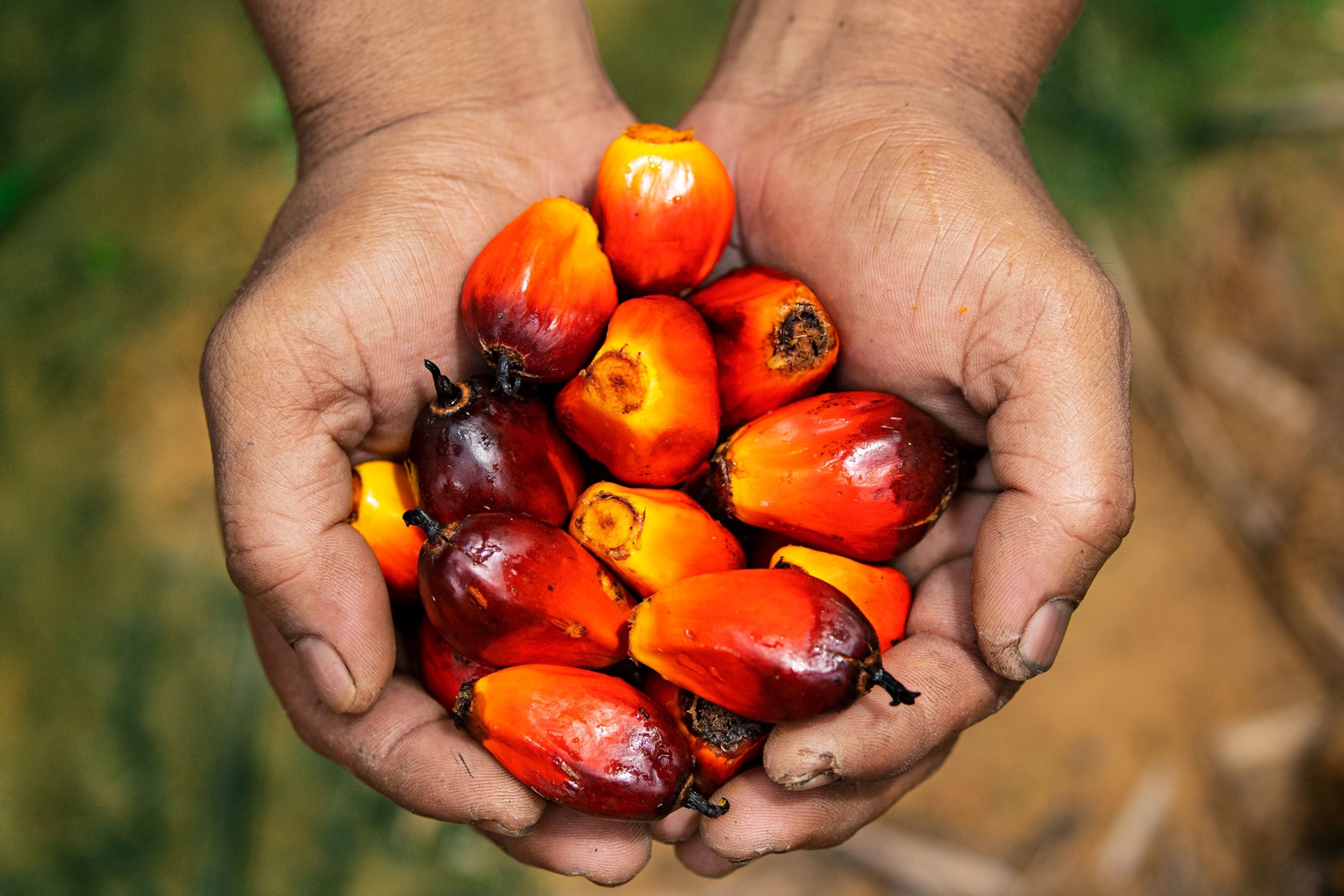 the source product of palm oil