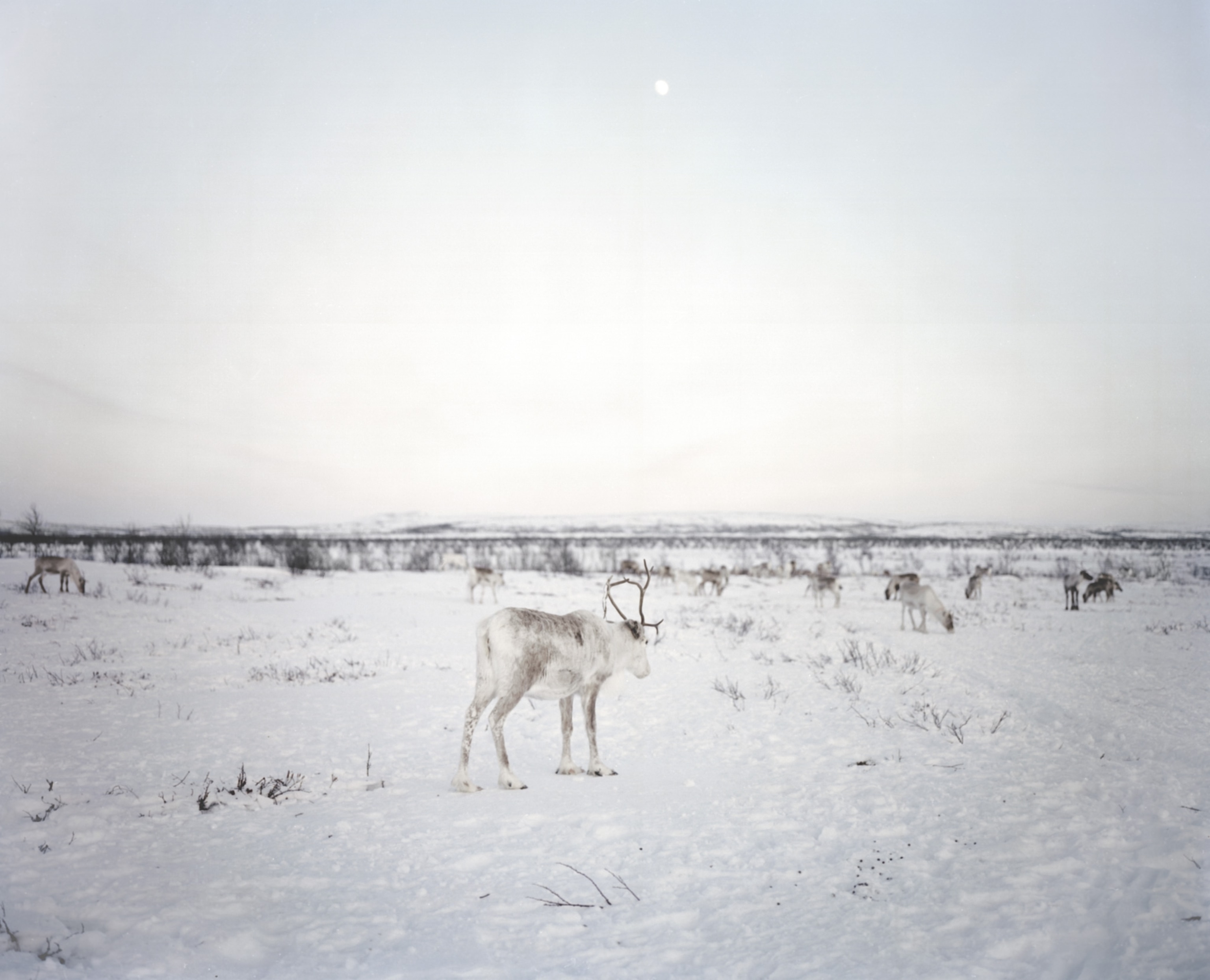 a reindeer