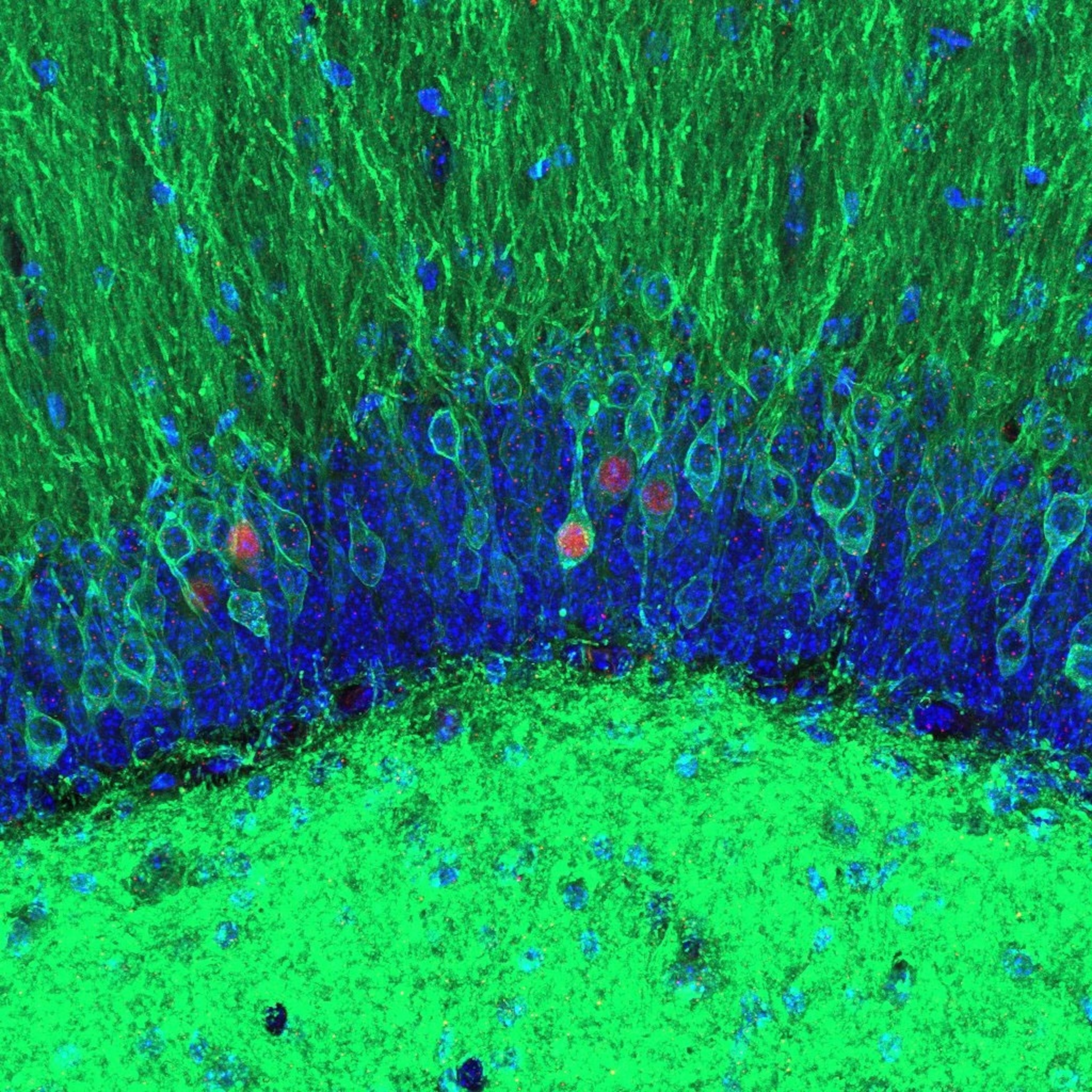 blue and green cells