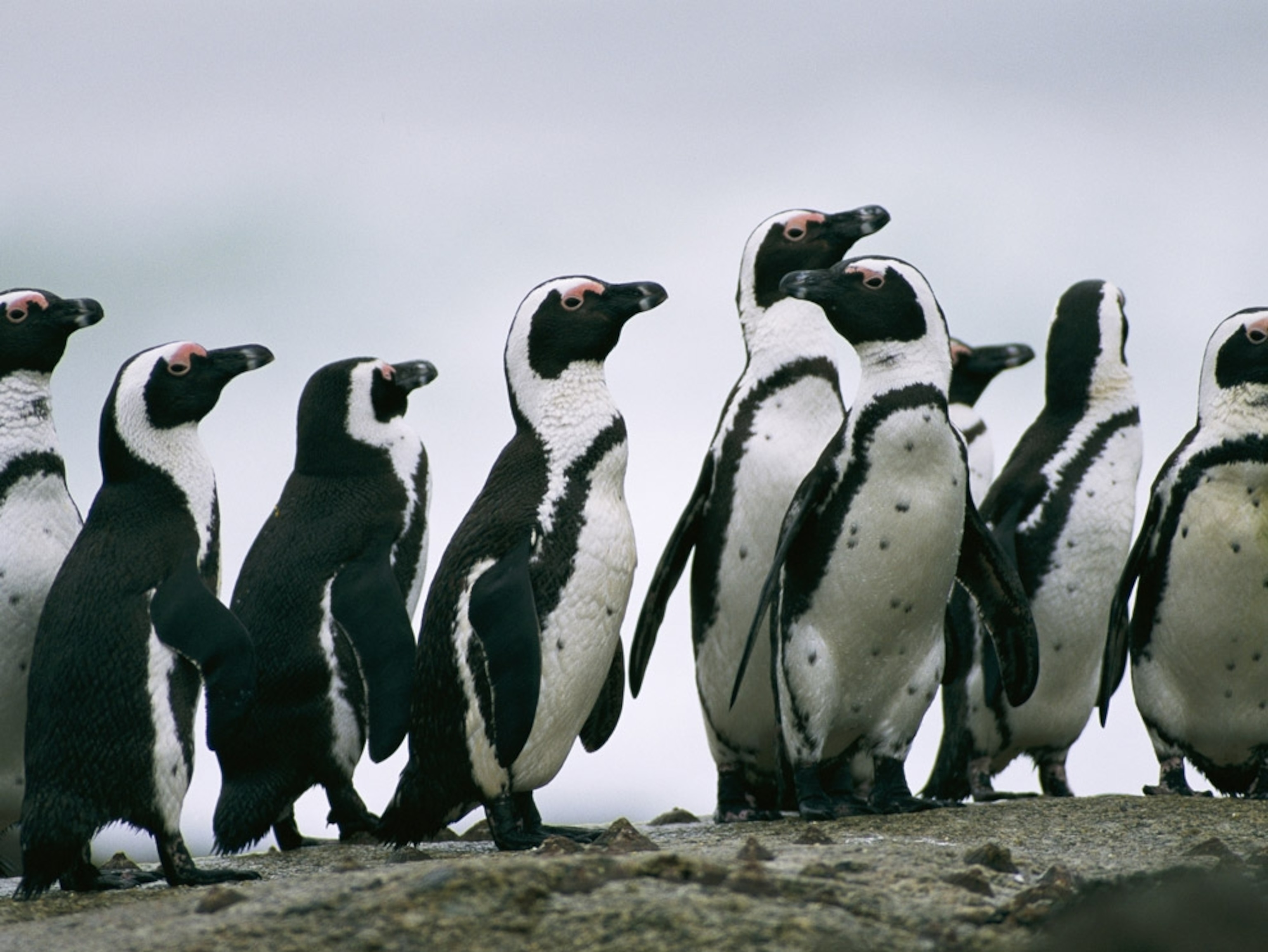 Jackass penguins on a rock