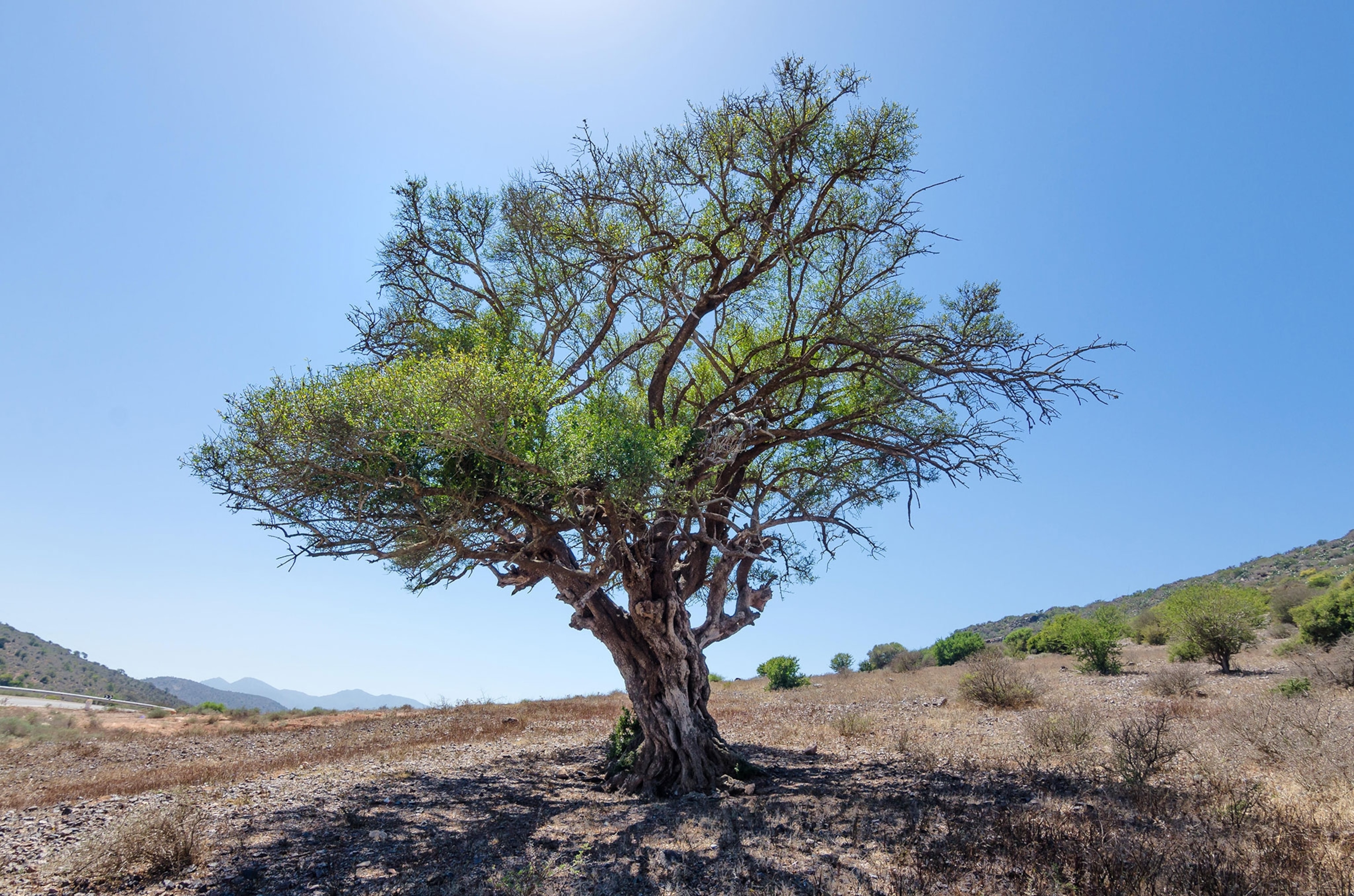 a mesquite tree