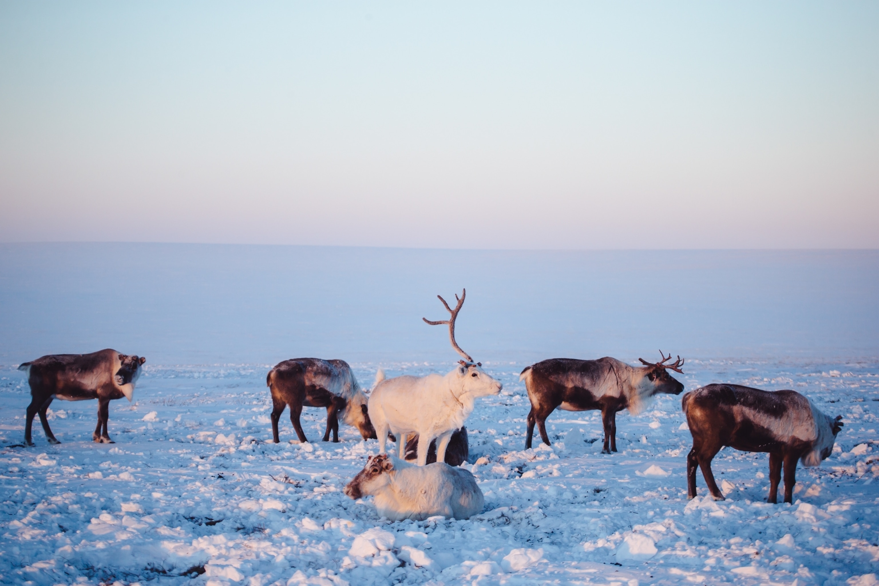 a reindeer