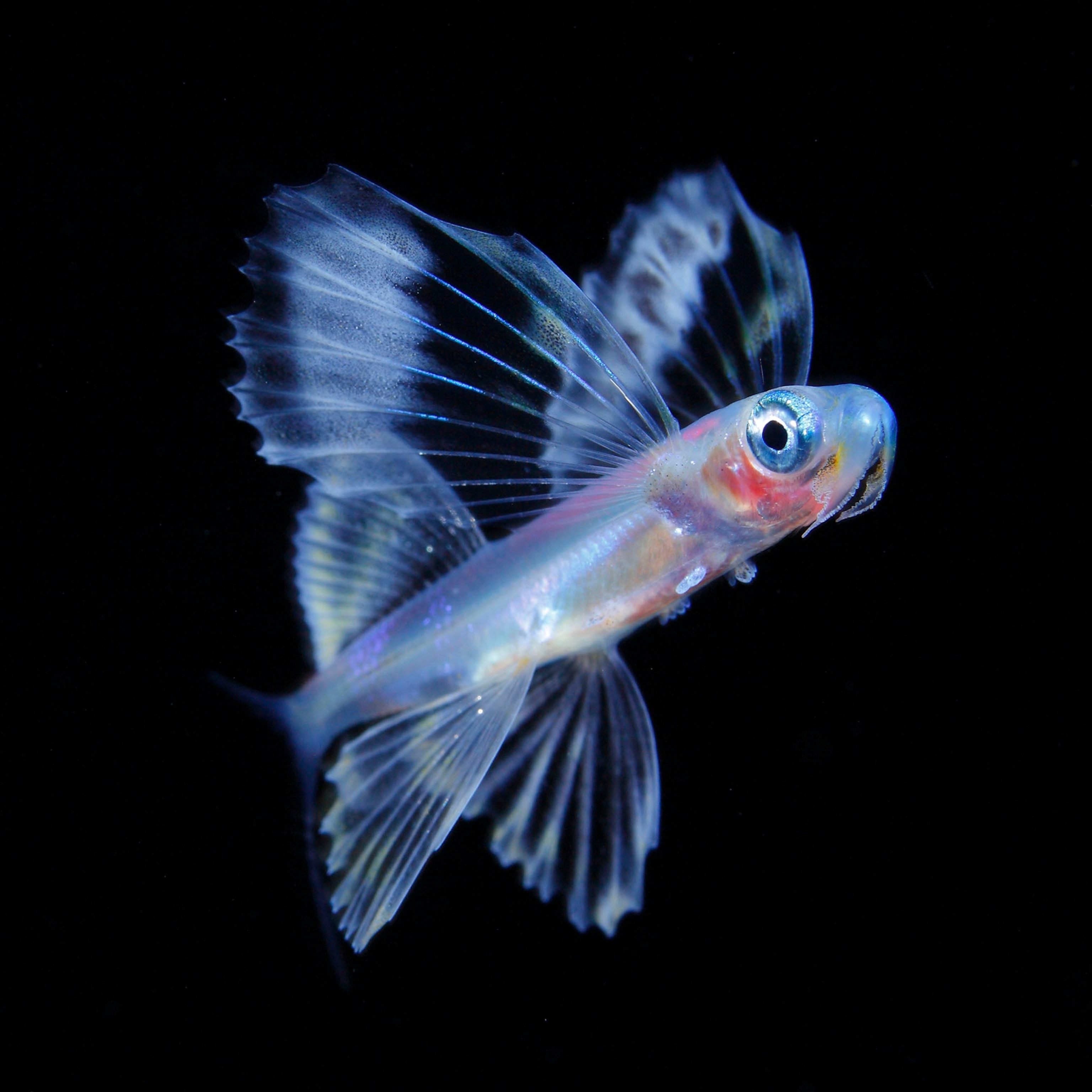 fish larva