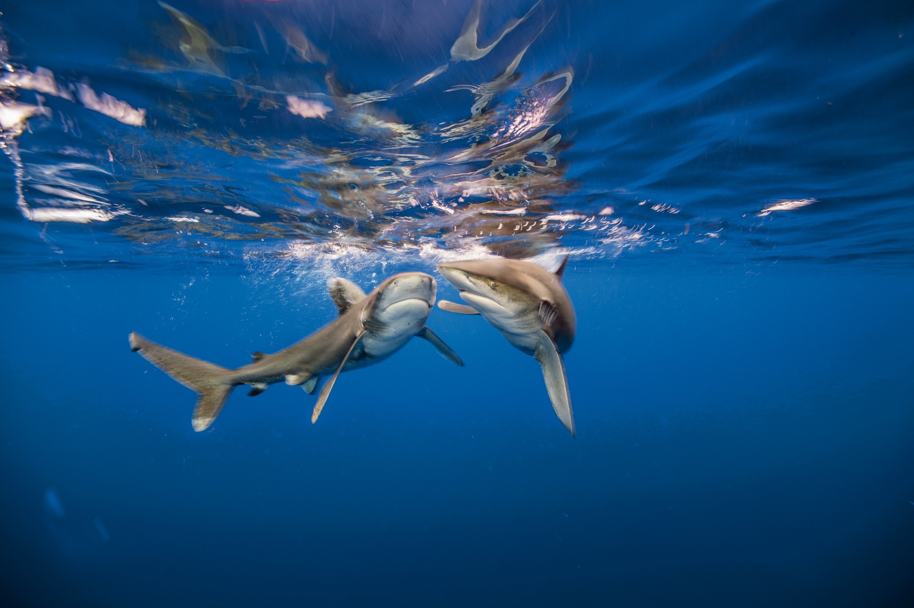 two whitetips swimming together