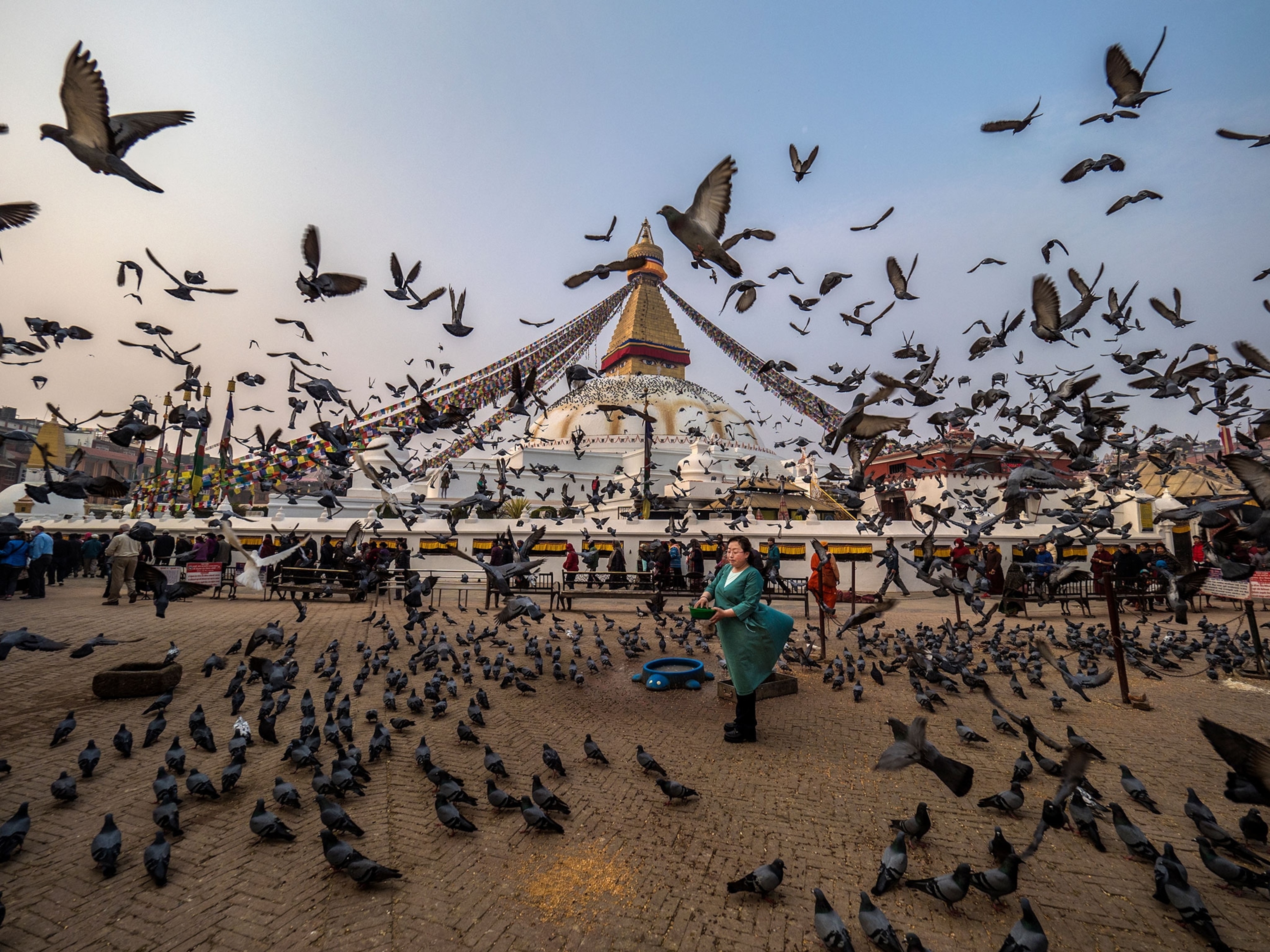 Pigeons swarm in a flurry as they are fed.