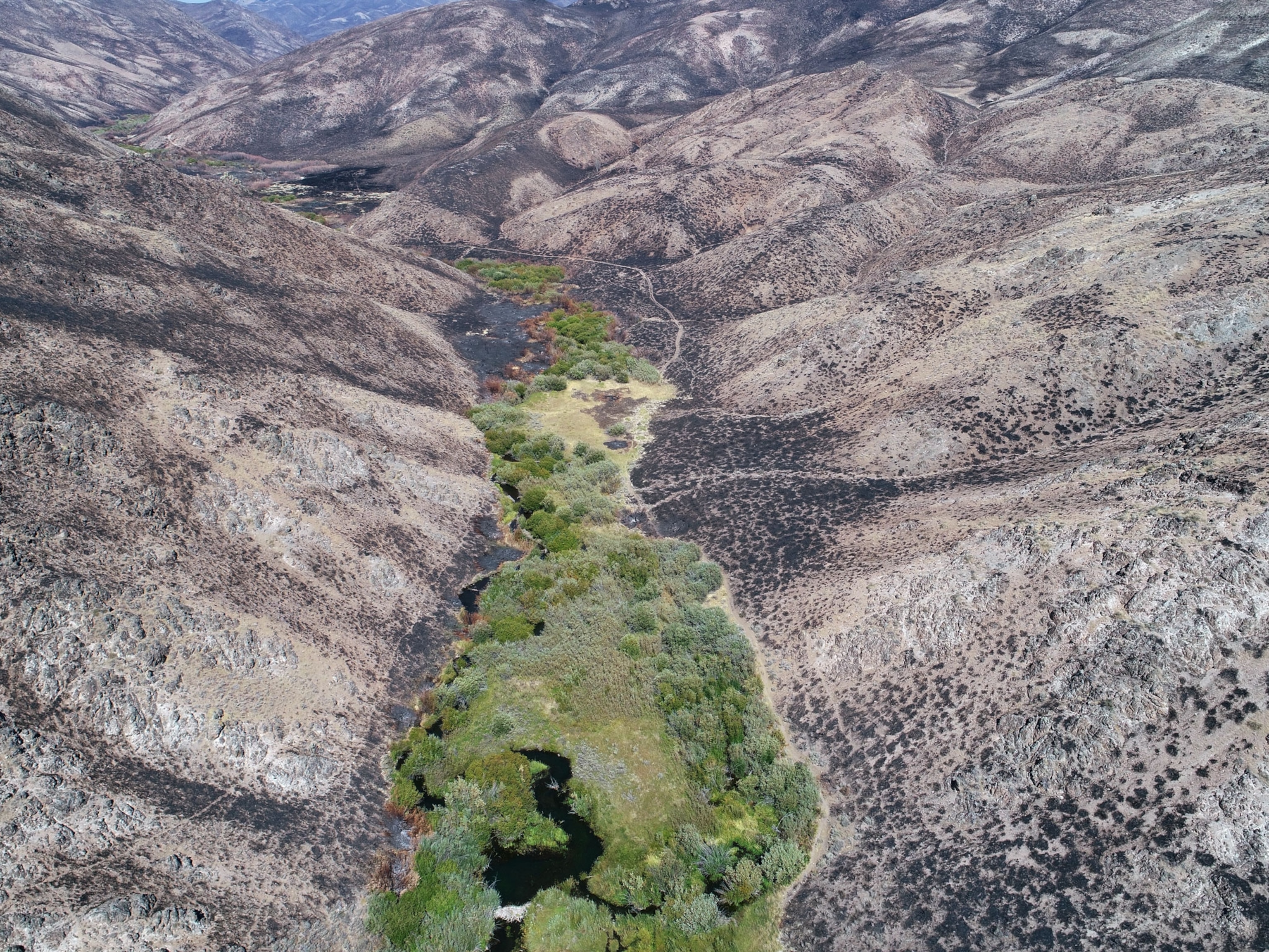 a patch of green habitation surrounded by burnt land