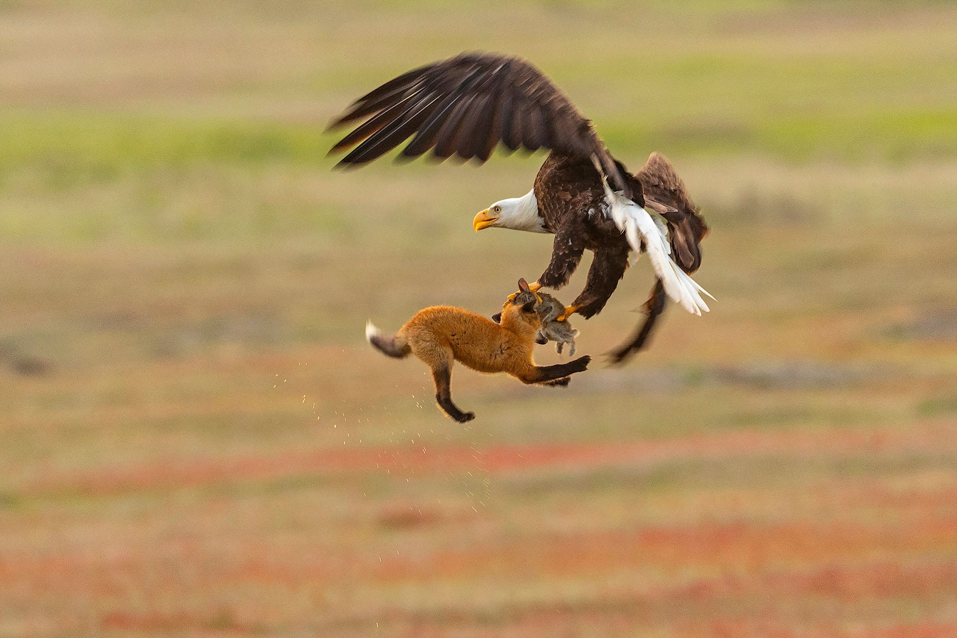 a fox and eagle fighting over a rabbit