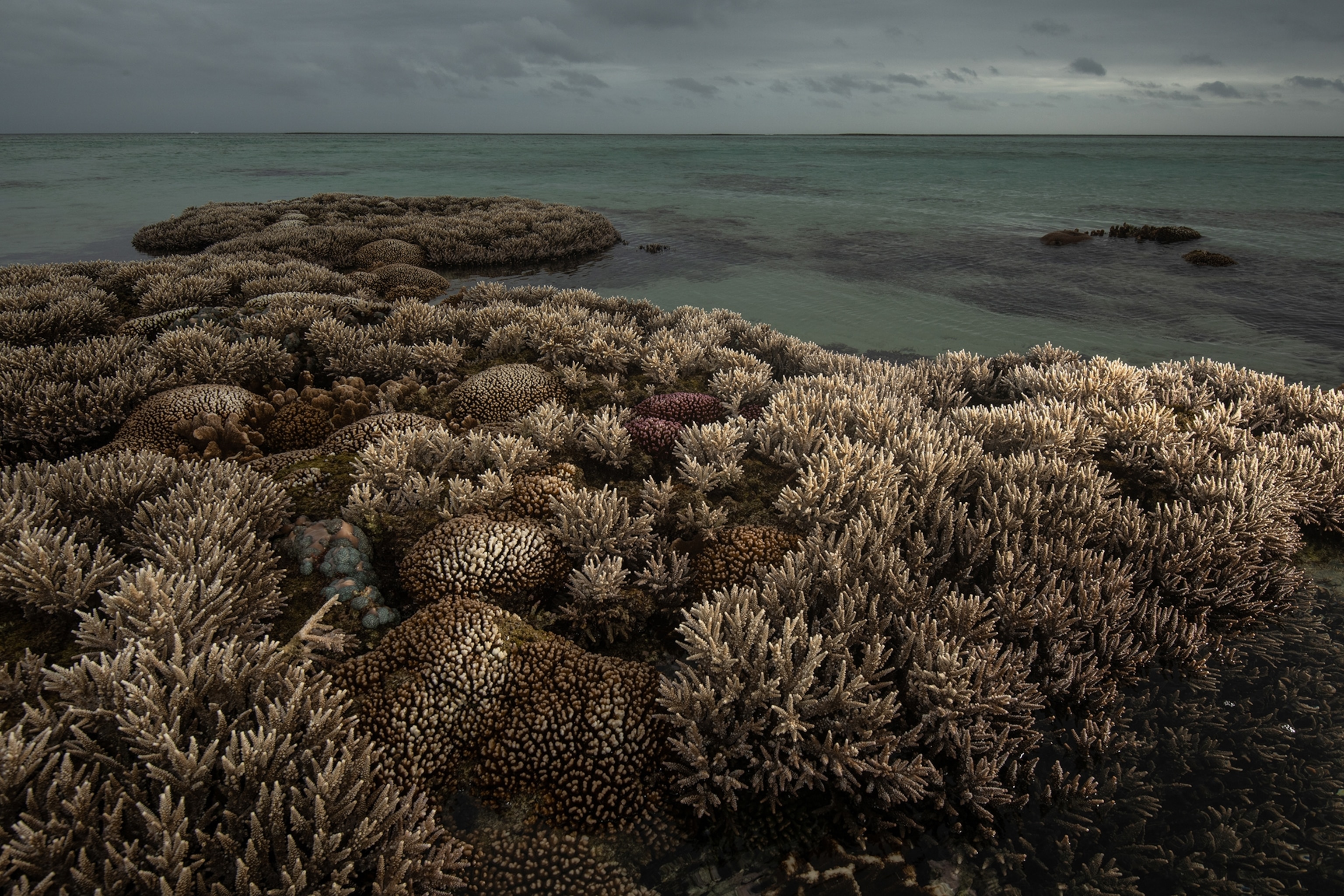 Exposed corals on the tops of a shallow reef.