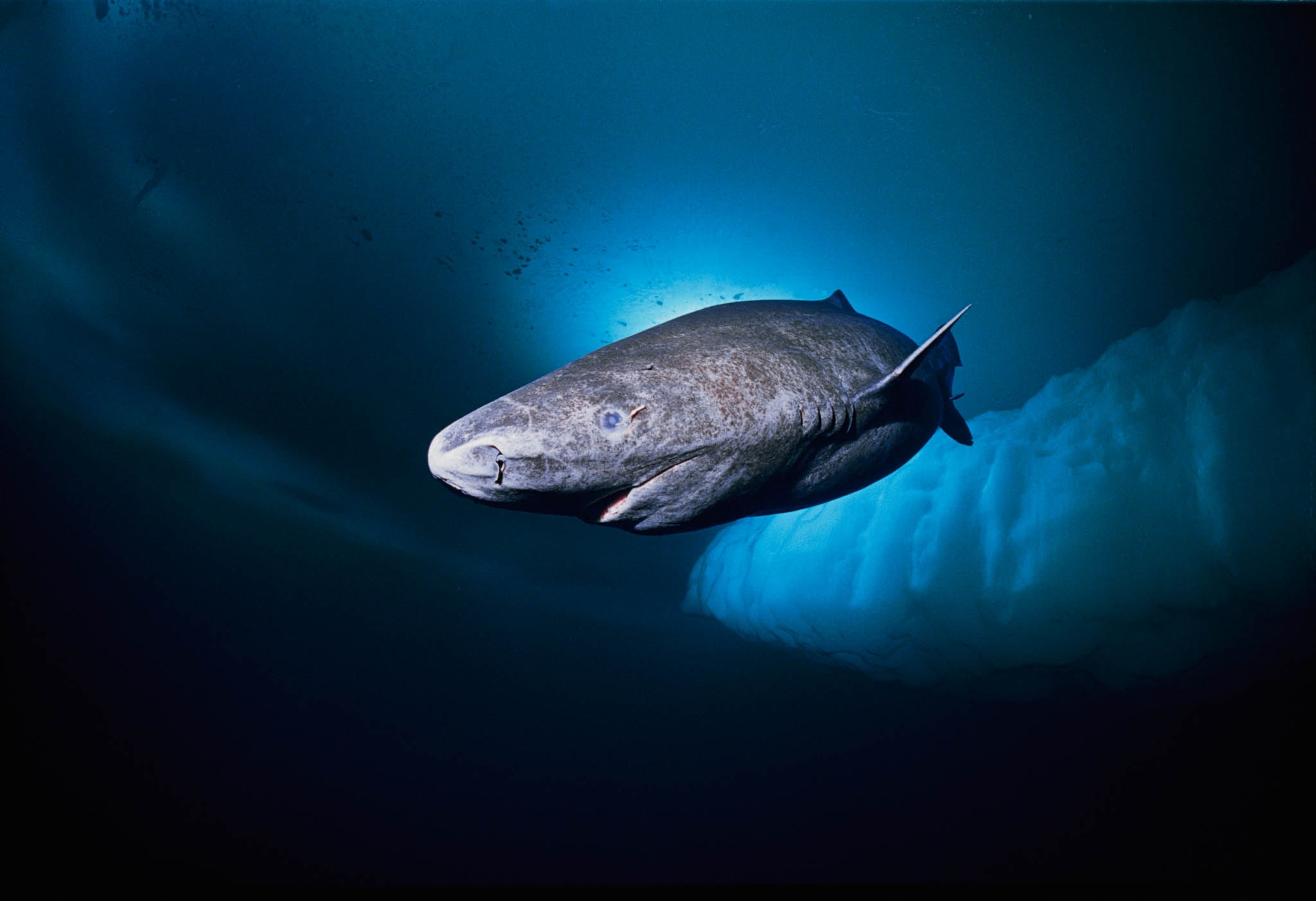 An 11-foot Greenland shark, swims by an ice ledge in the Arctic Bay Northwest Territories of Canada.