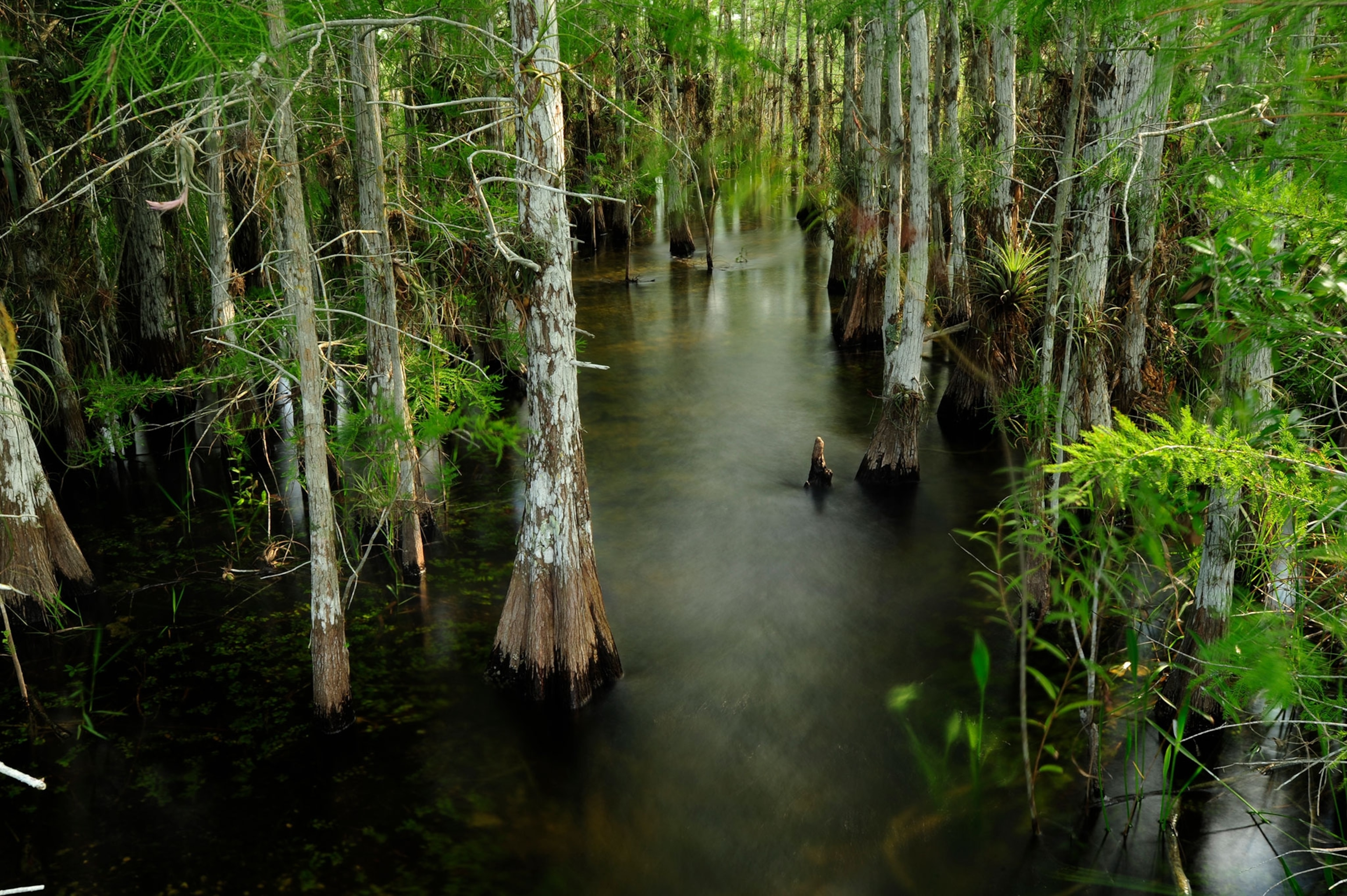Cypress trees in Everglades National Park