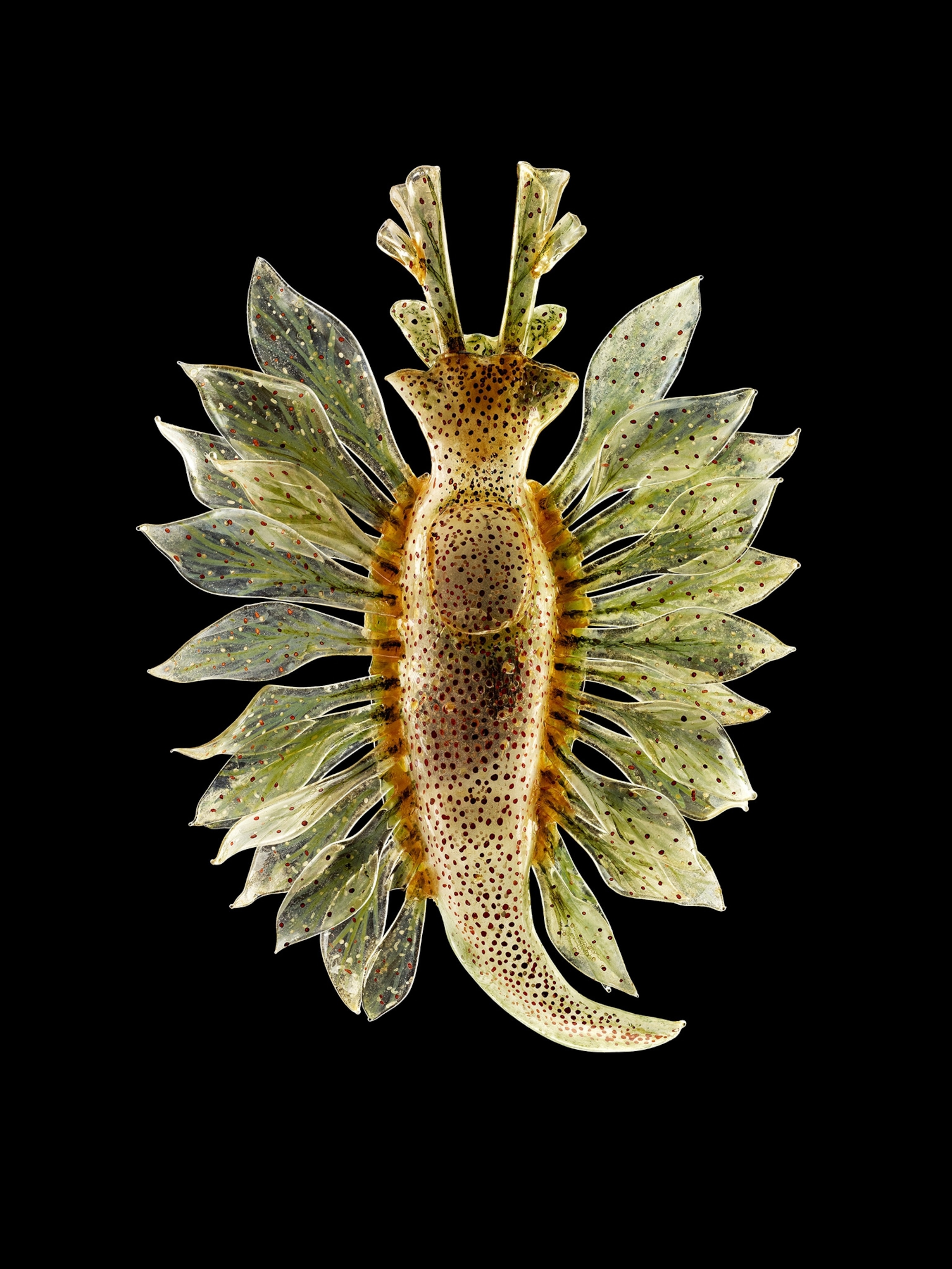 Picture of a creature with slug body, pair of horns, and multiple petal-like flippers along both sides of its body.