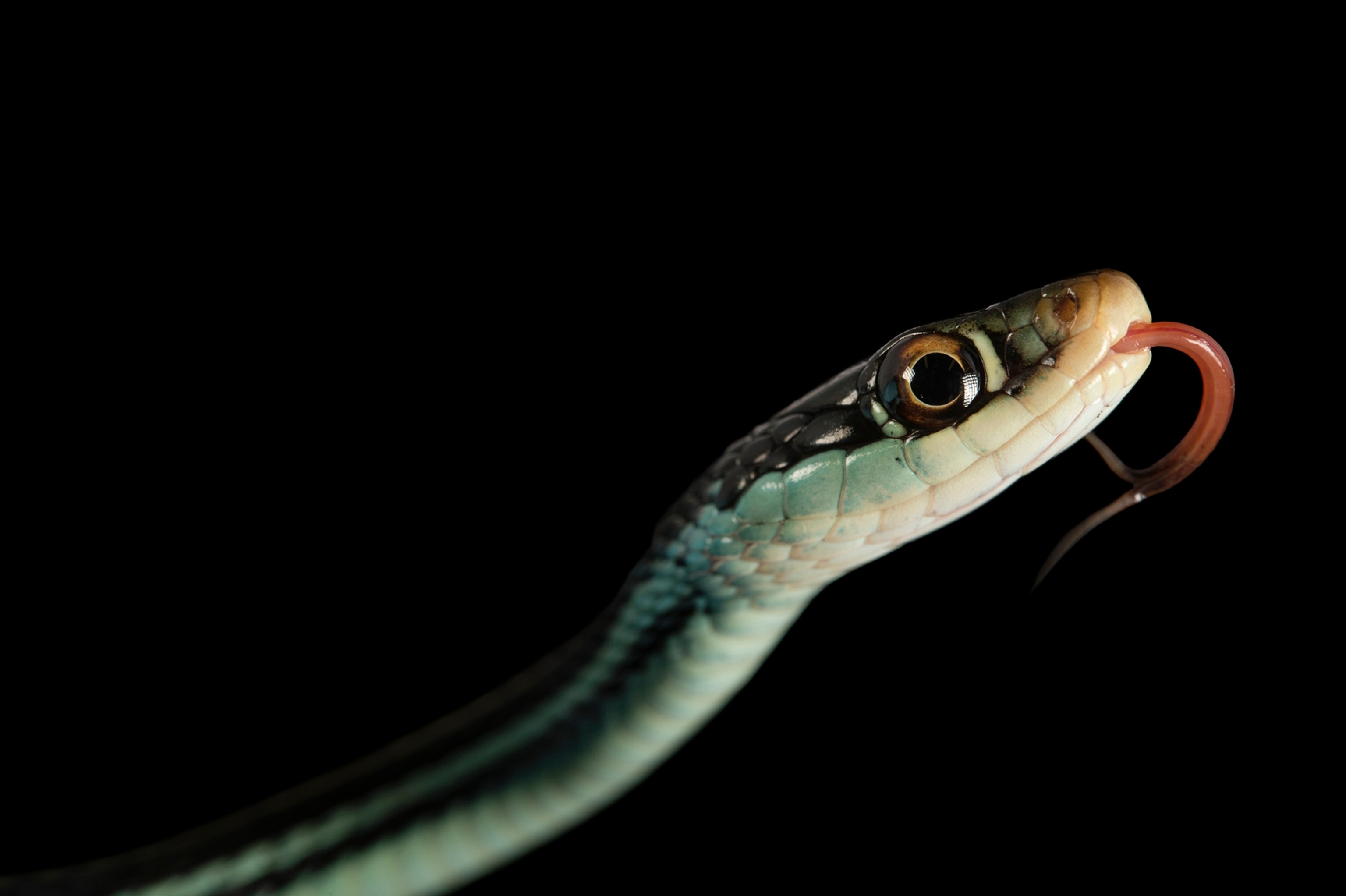 snake