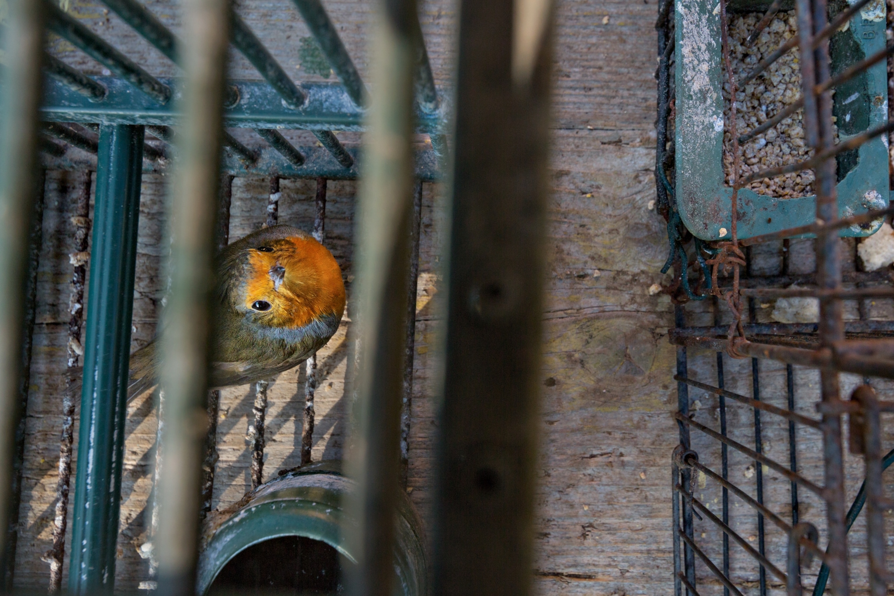 a songbird that was confiscated from a poacher in Brescia