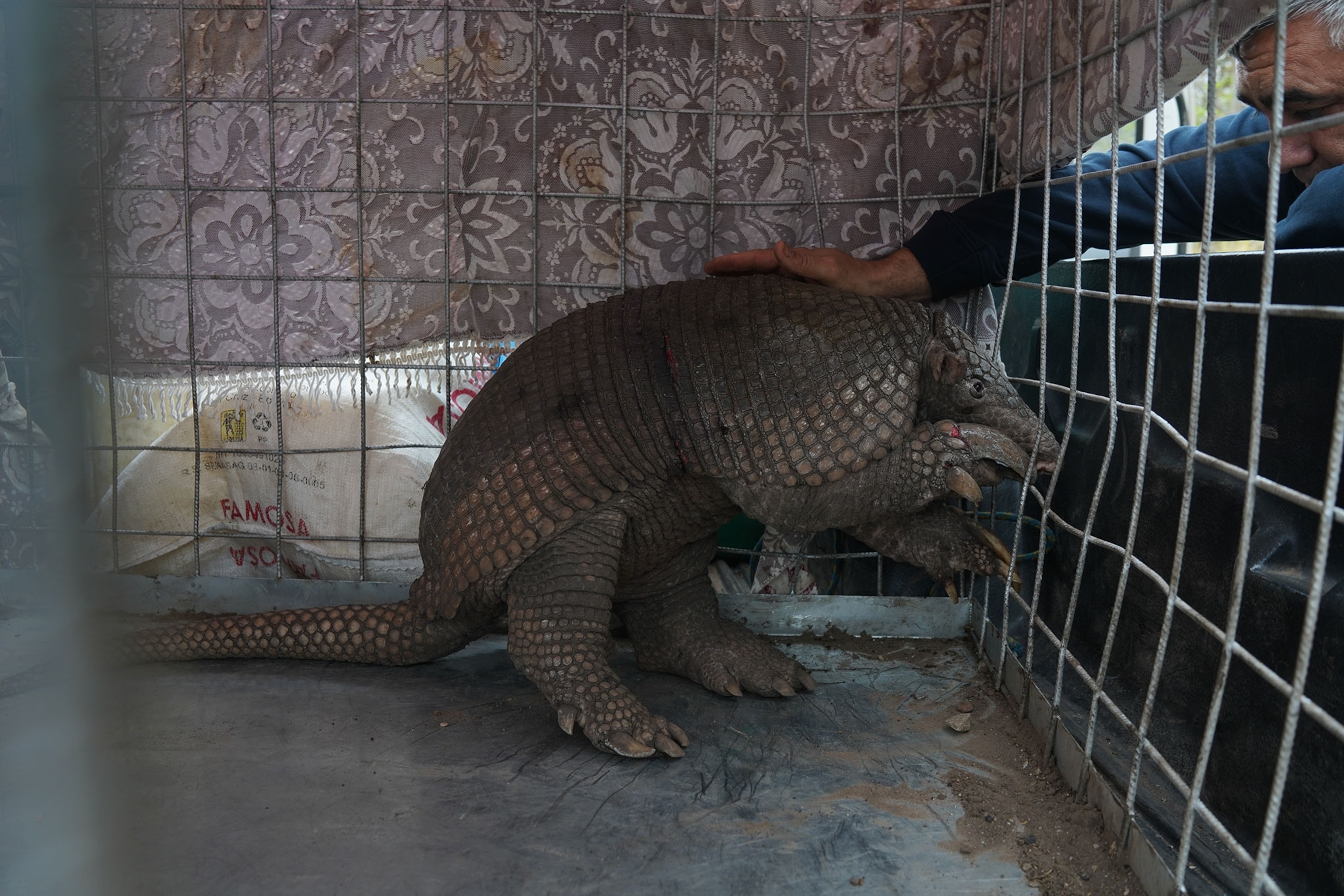 an armadillo being prepared to be released back into the wild