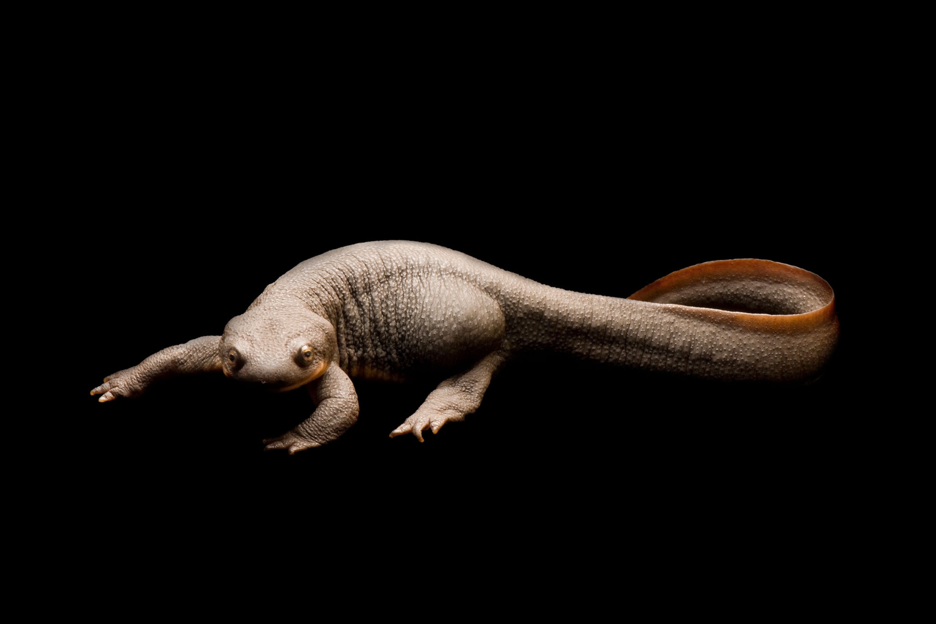 a rough-skinned newt