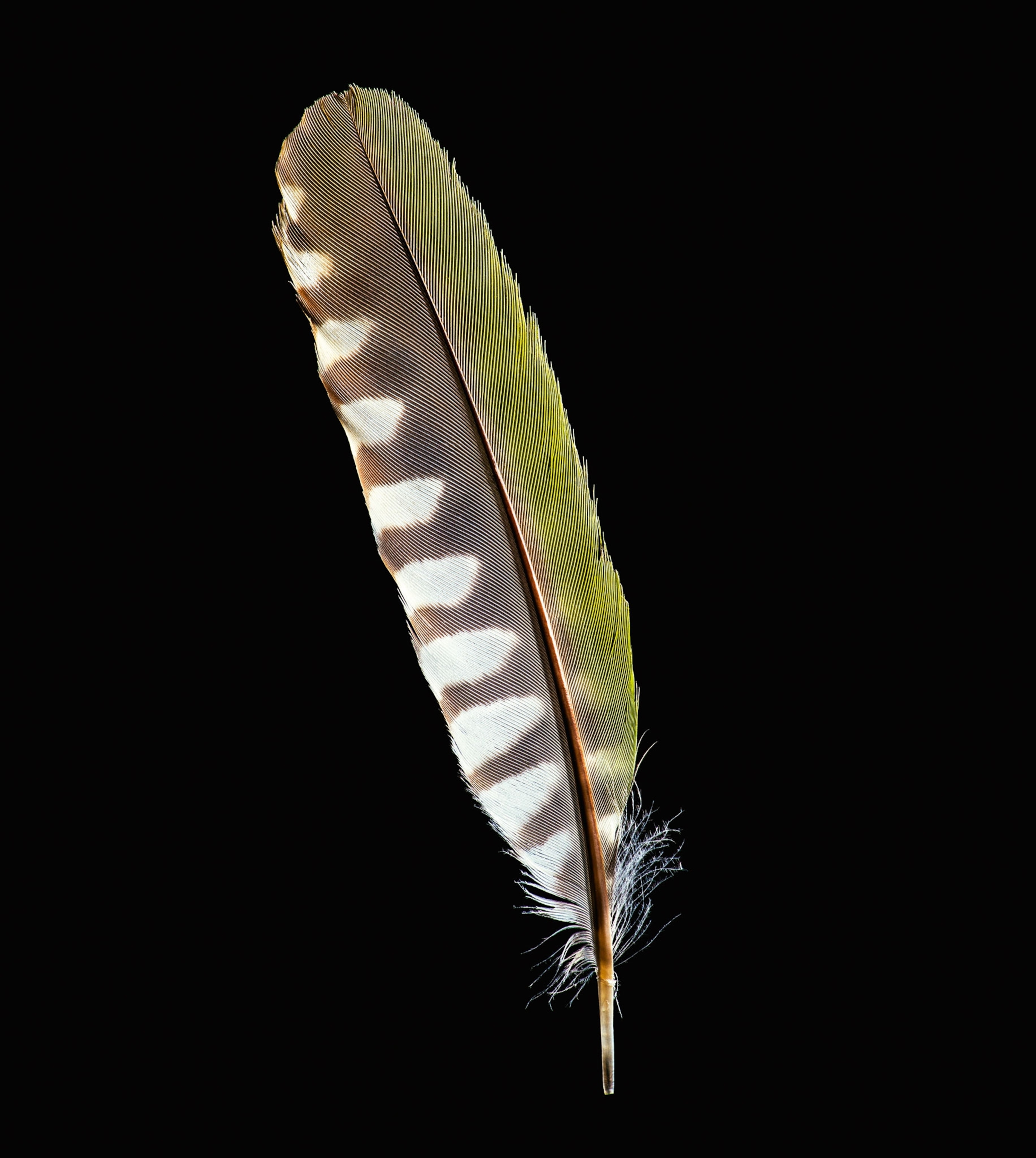 european green woodpecker feather