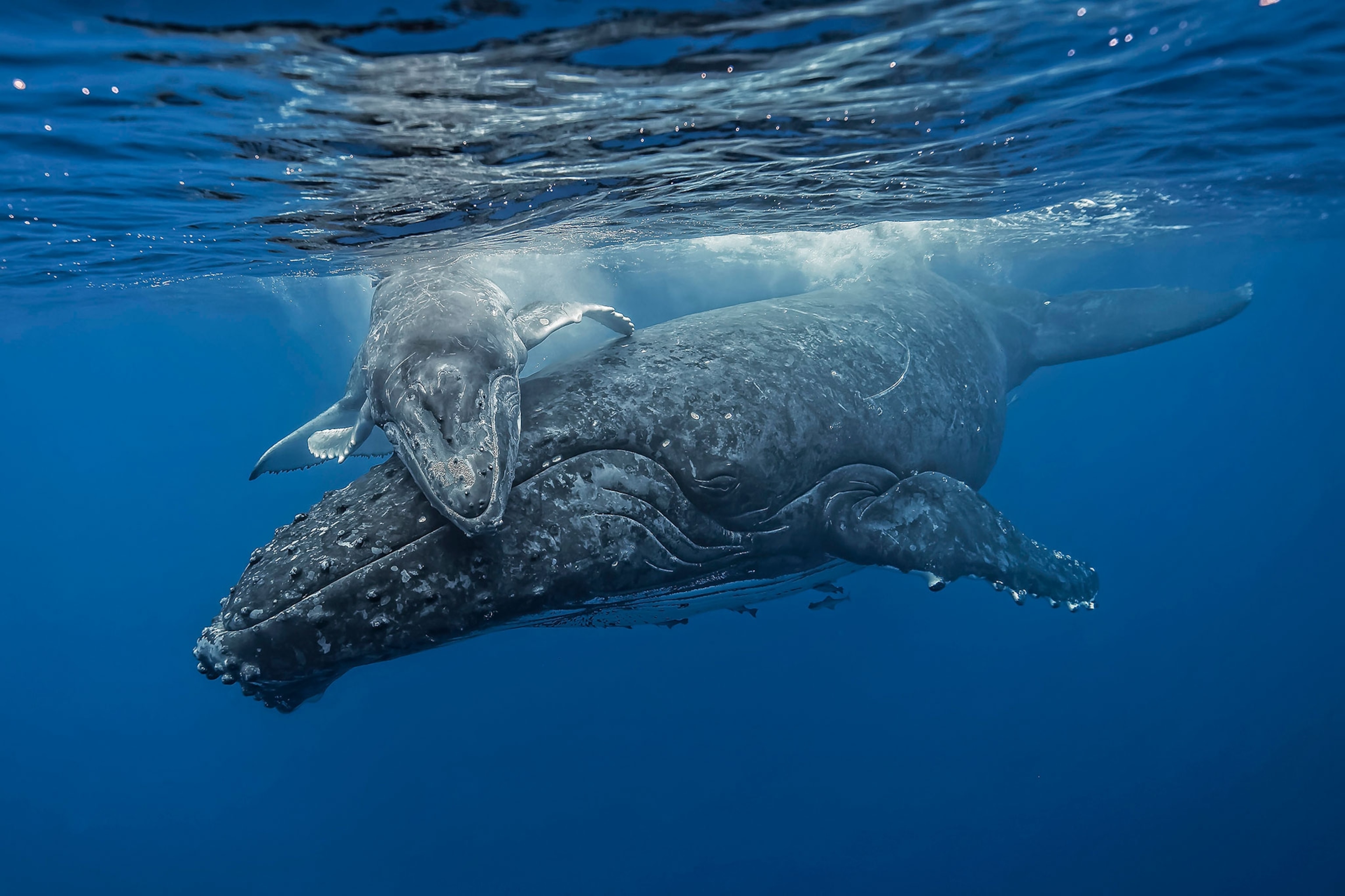 humpback calf and mother
