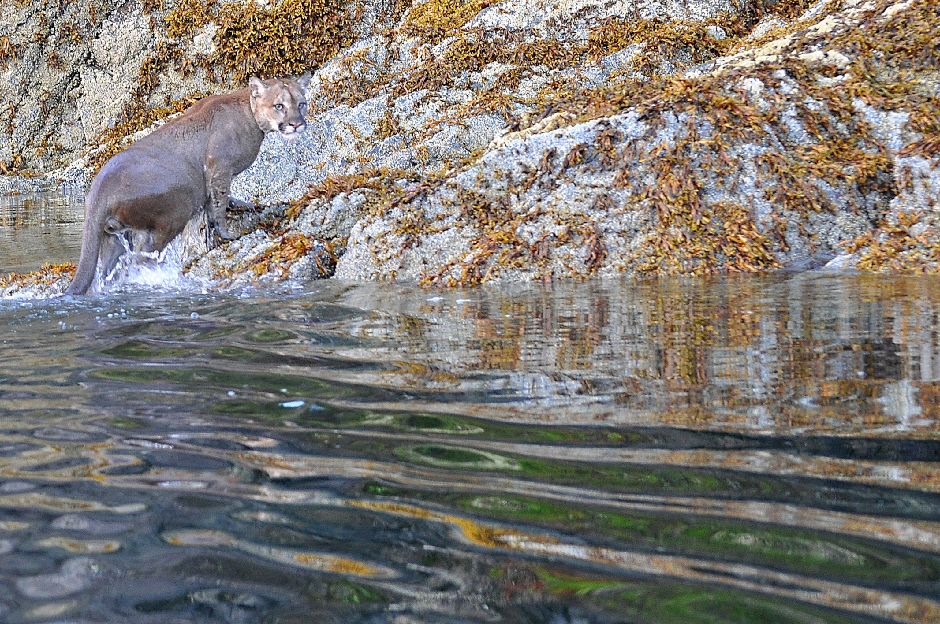 Cougar stands on rock as it exits the water.