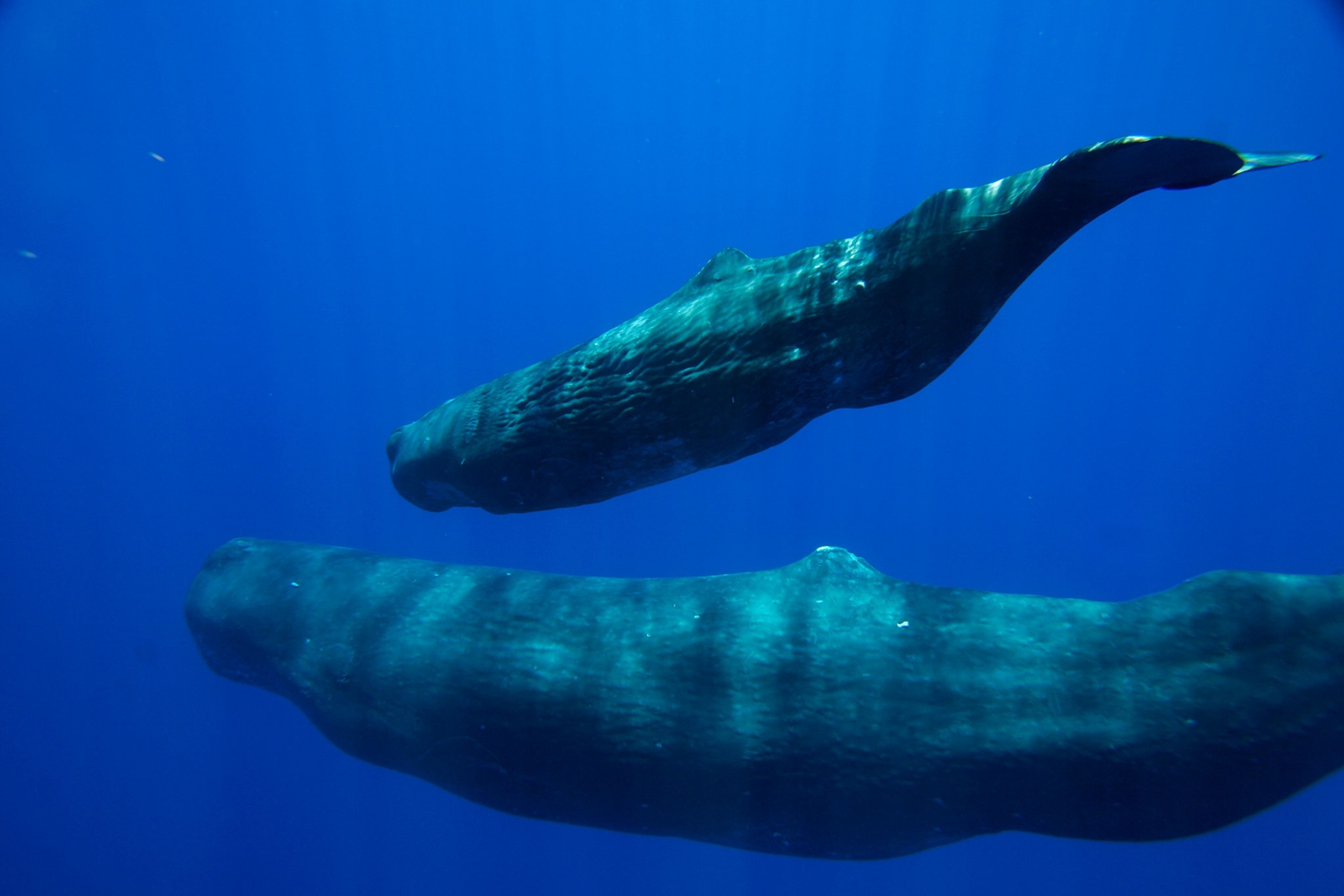 Sperm whale, Physeter macrocephalus, pair swimming together in Ogasawara Island, Japan.