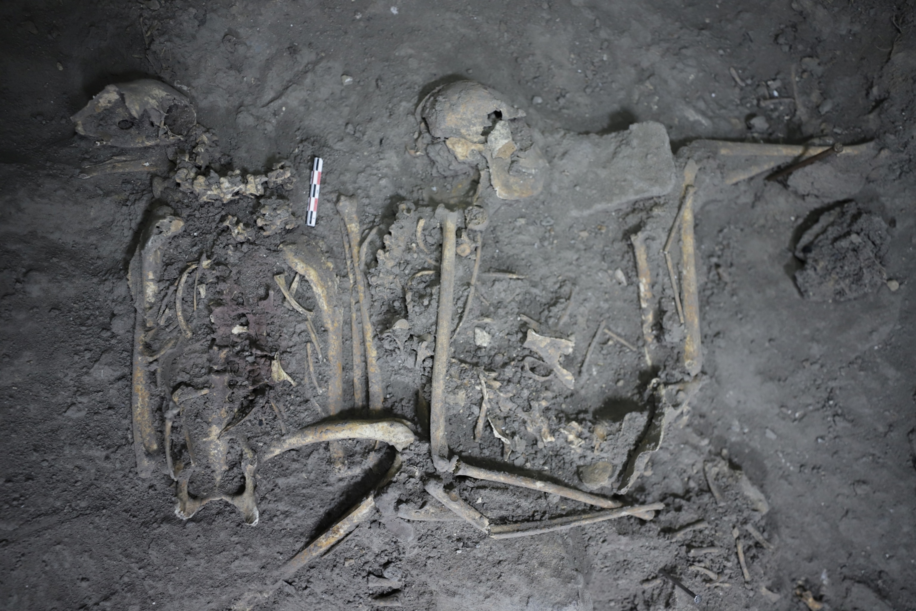 Photo of monkey fossils in ground