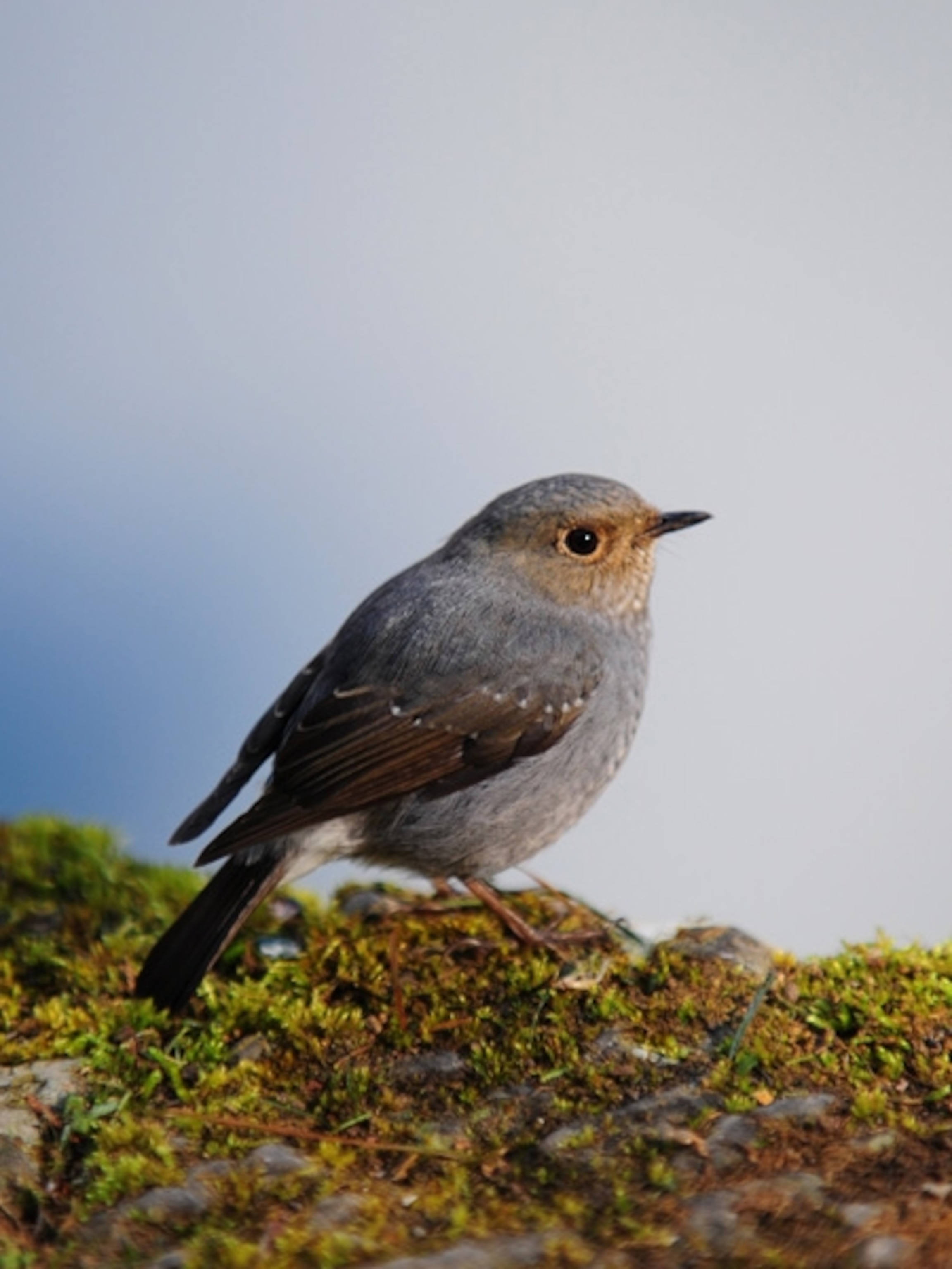Close-up of a gray bird