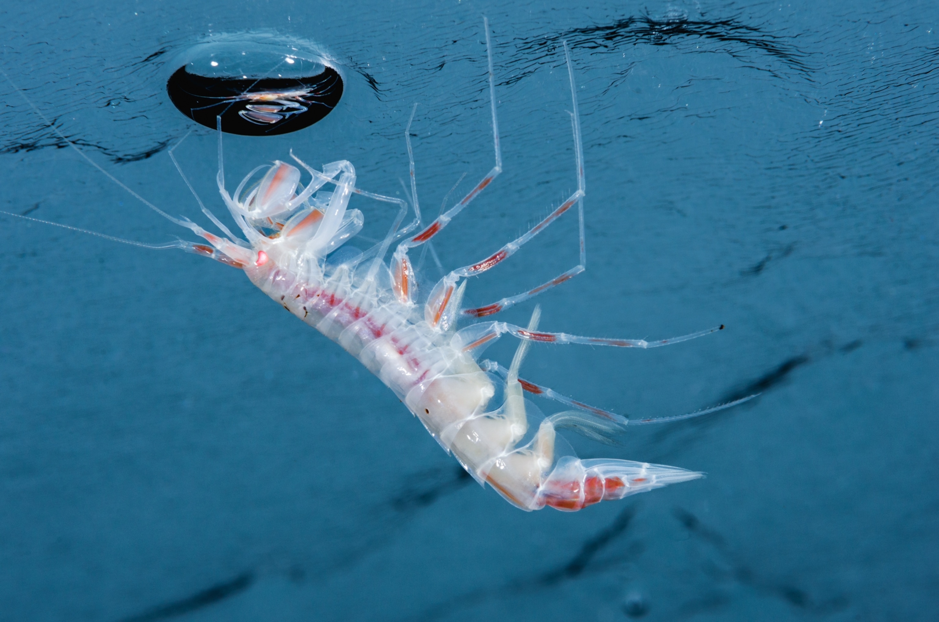 zooplankton grazing on algae