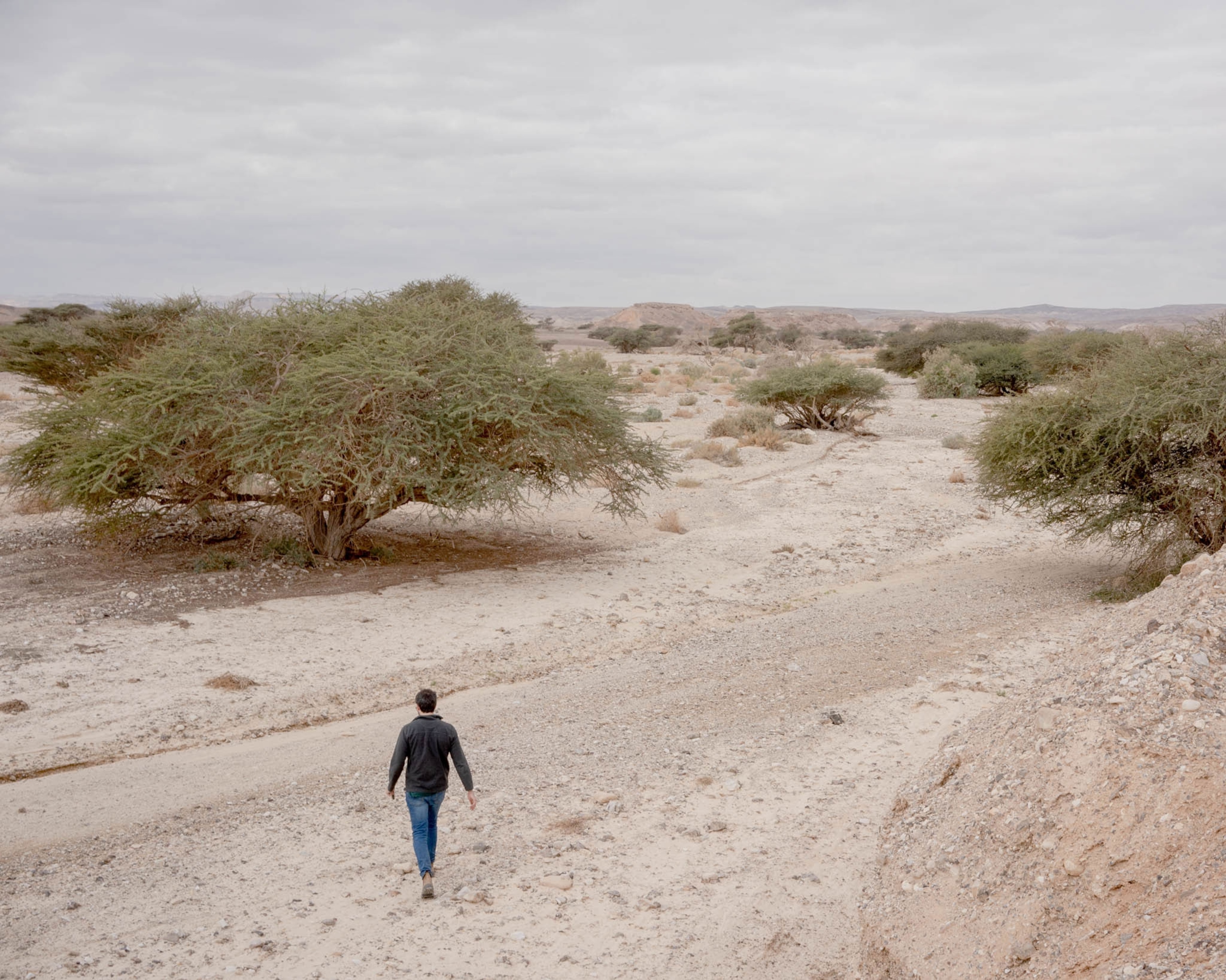 A man walks towards a grouping of several low acacia trees in a semi aird landscape