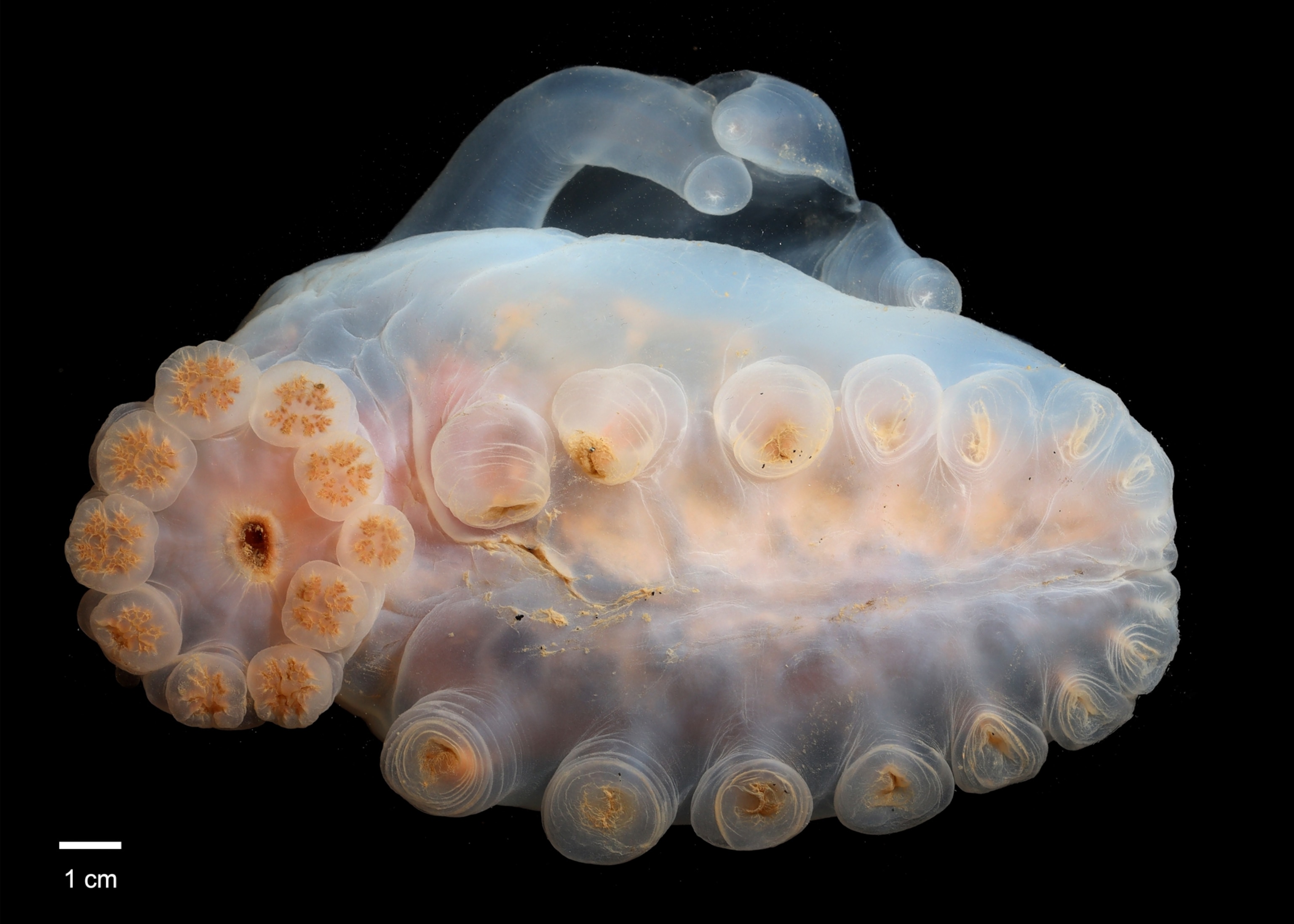 An abyssal sea cucumber seen from its ventral side.