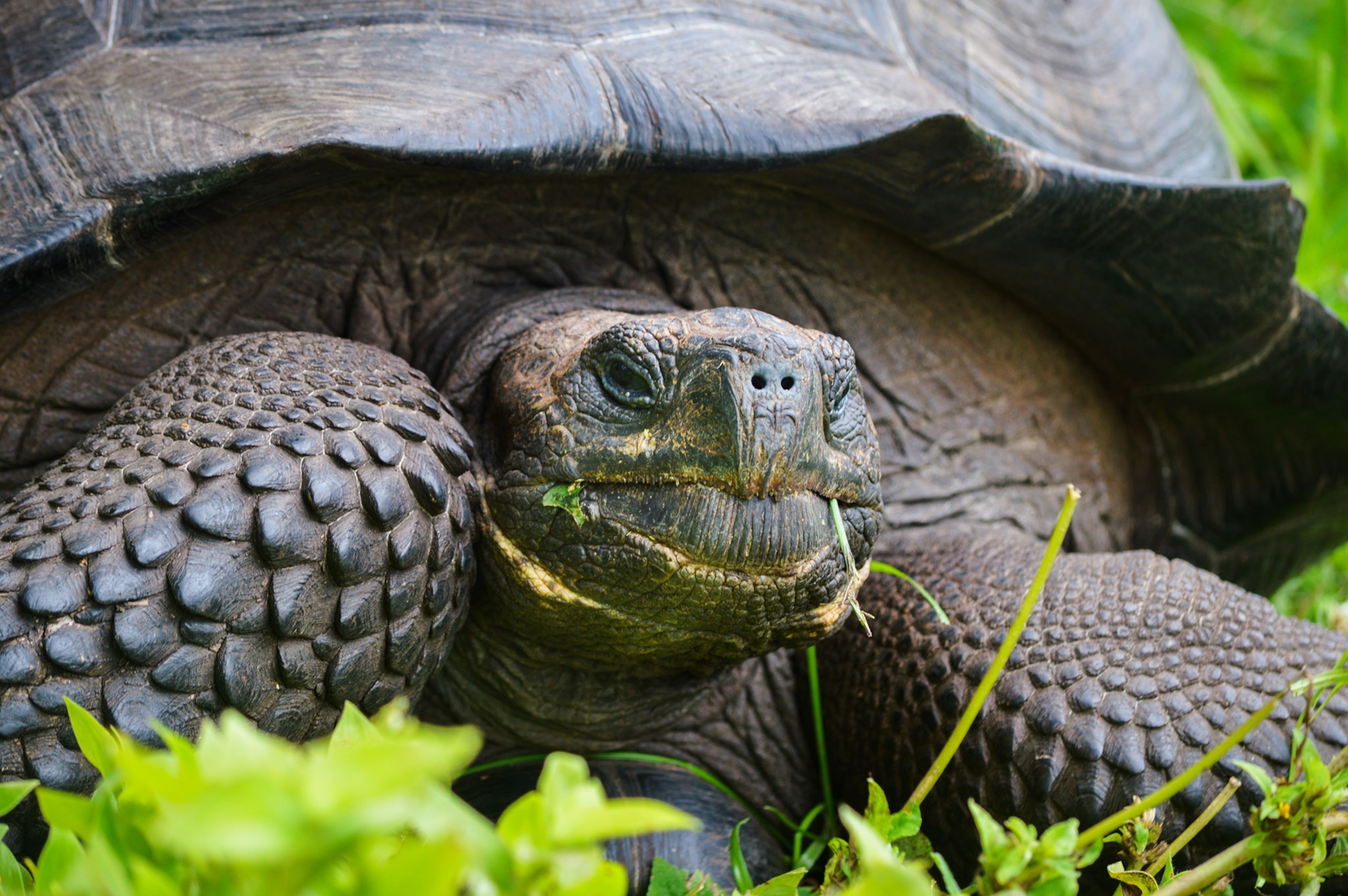 a tortoise's face