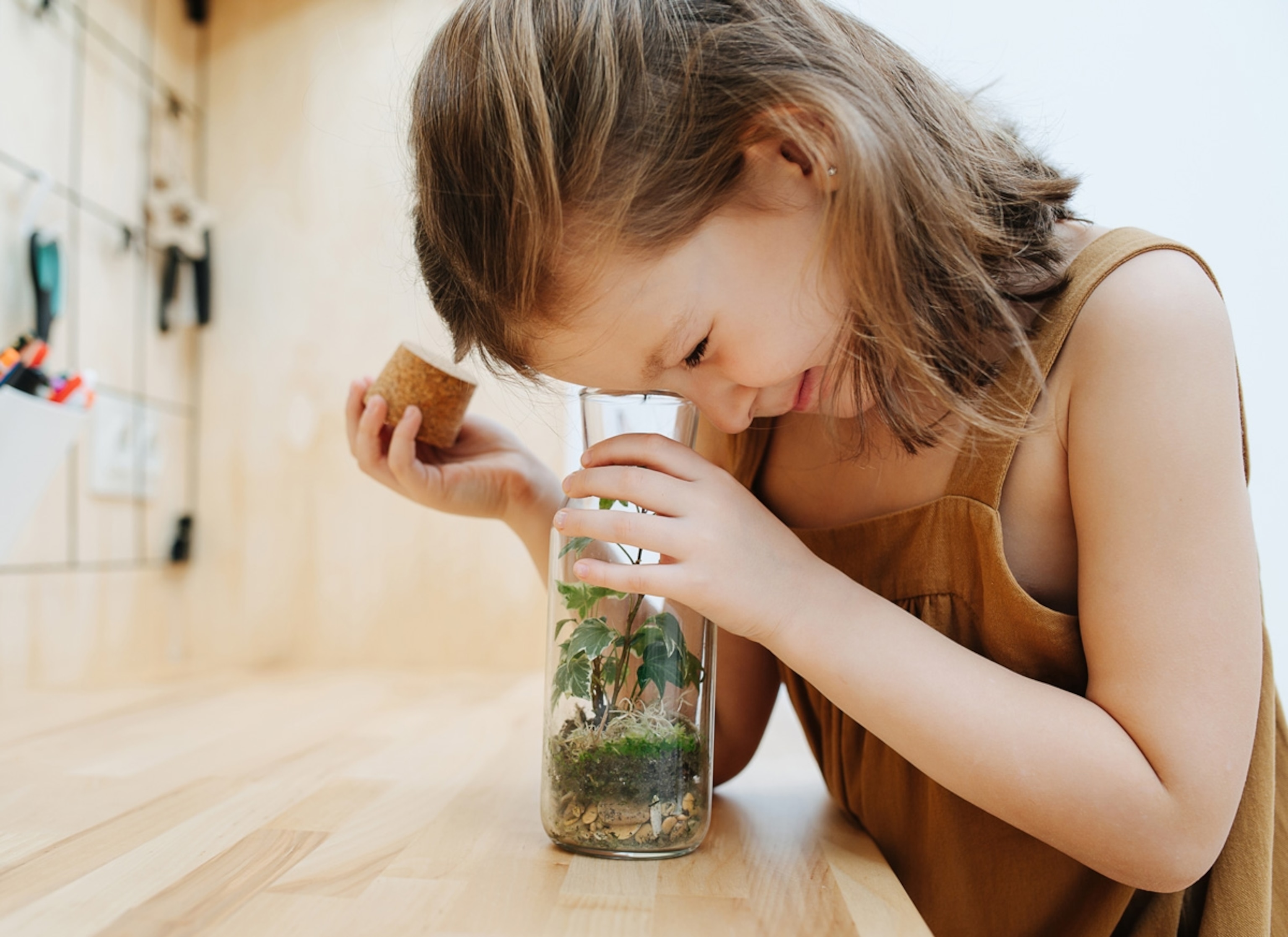 Cute little girl opens the lid and peeks into the jar with the plant.