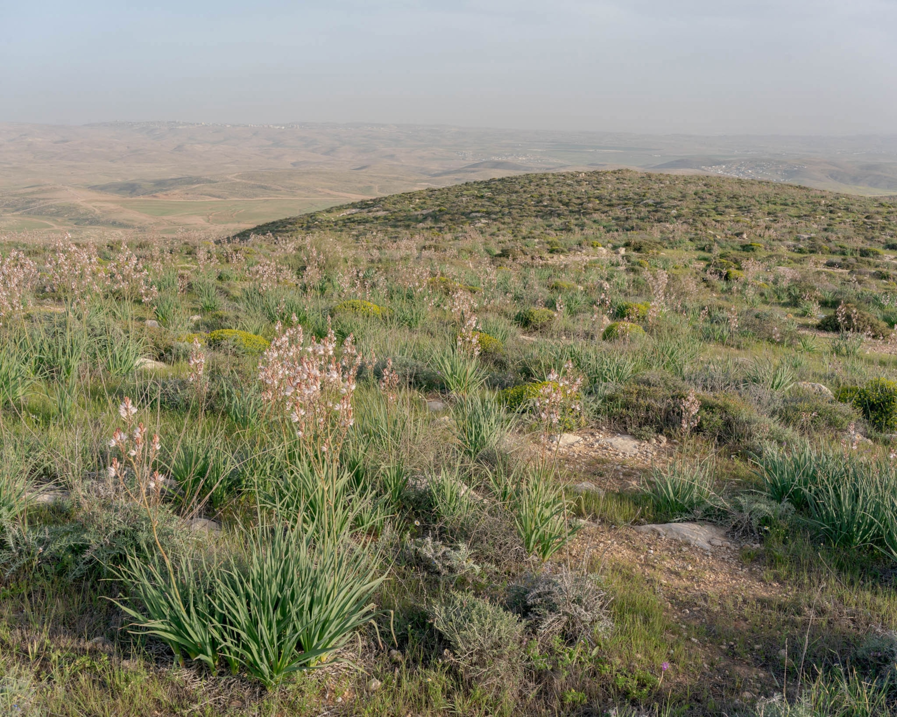 small pink flowers and low shrubs in the desert