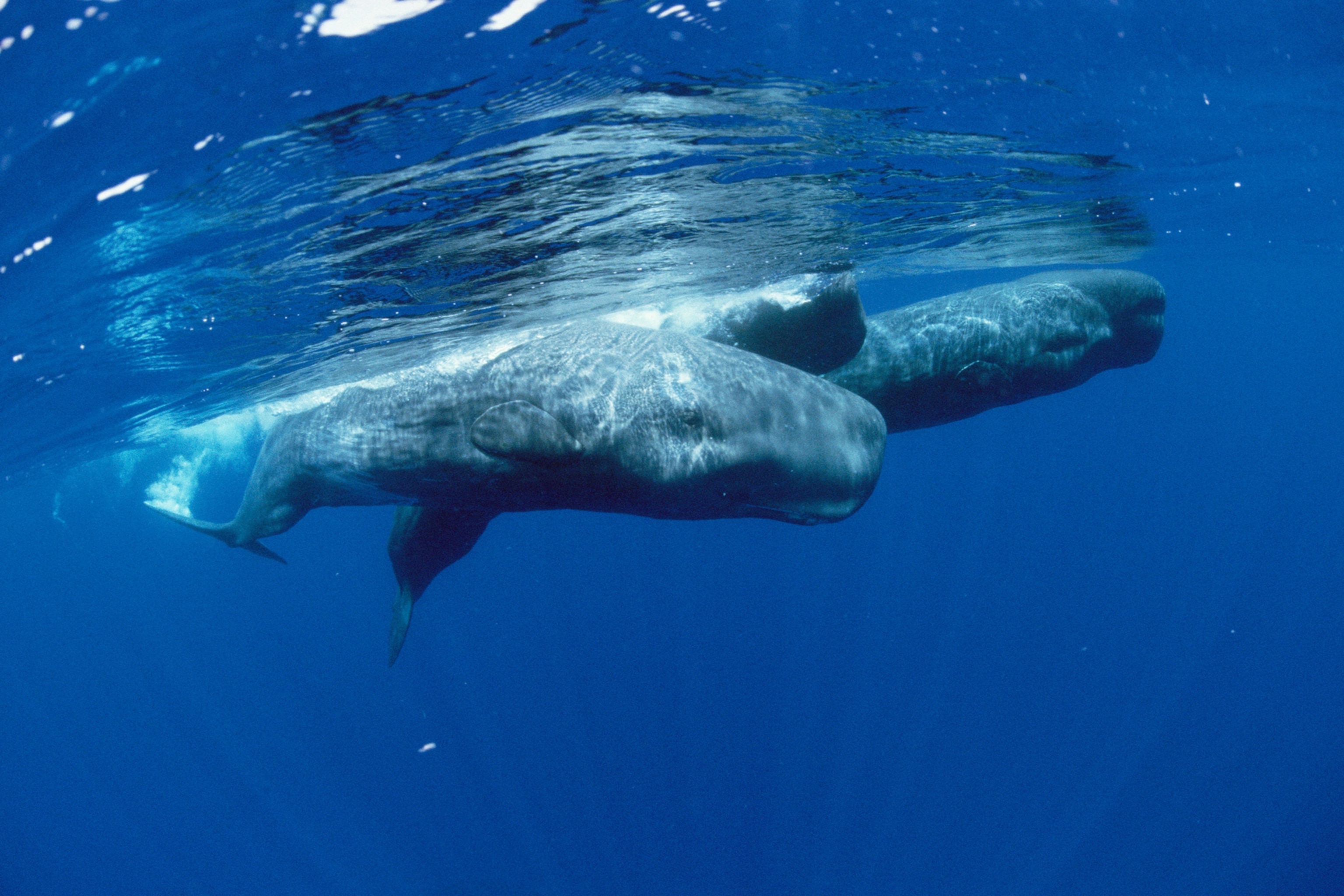 sperm whales