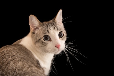 Gray and white domestic house cat on black background at the Hutchinson Zoo.