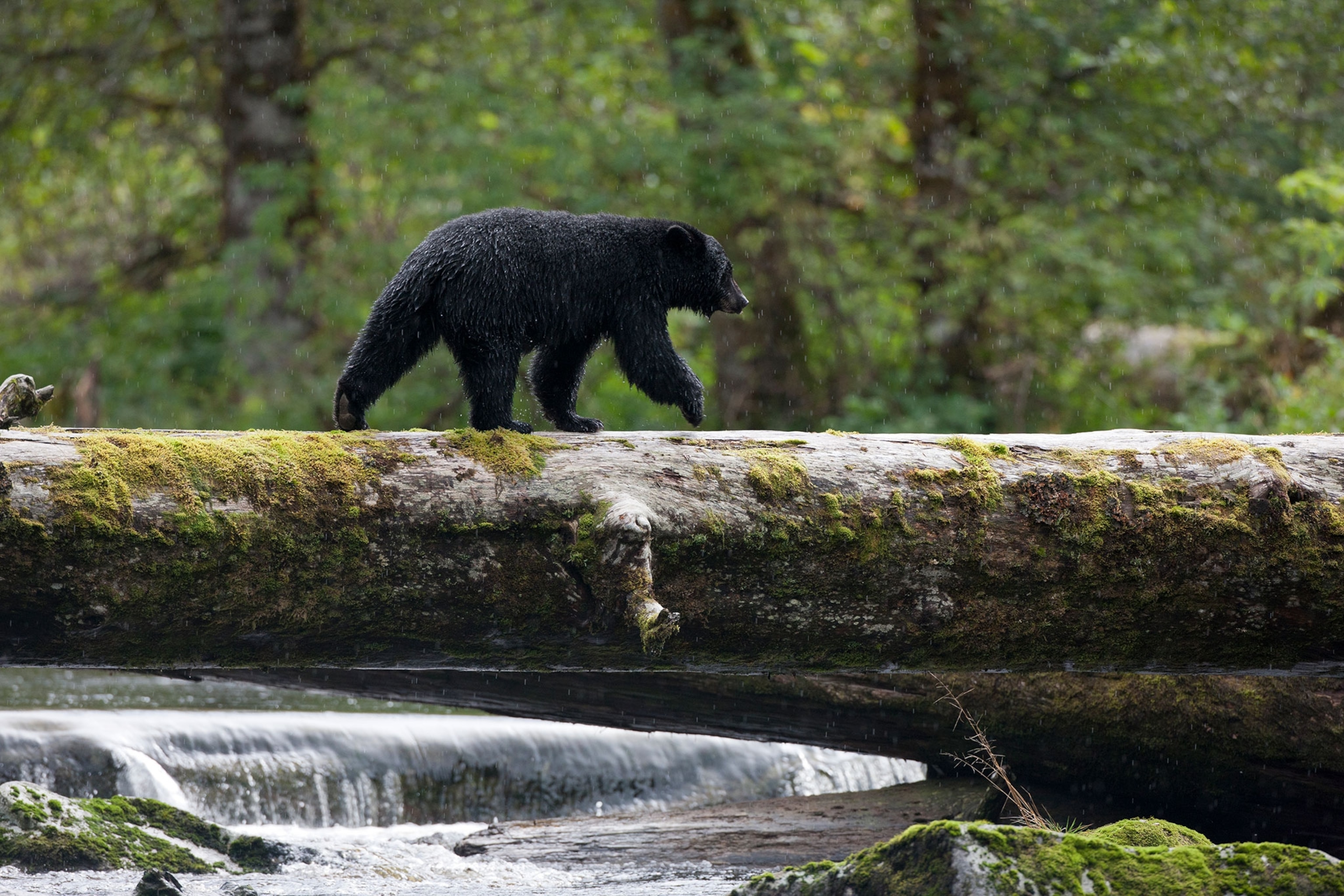 A black bear walks on a log while fishing for salmon.