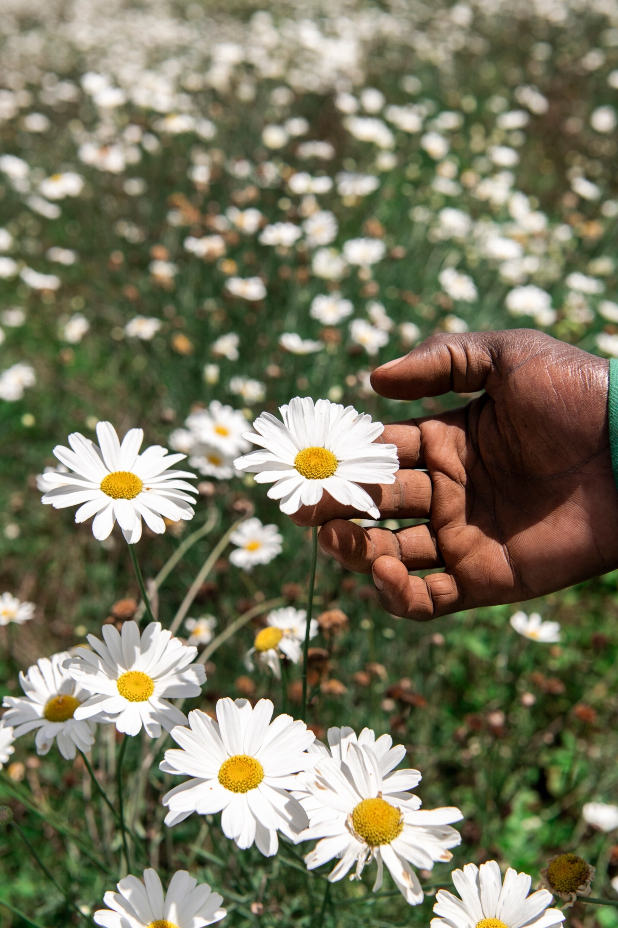 a hand reaches out to handpick a pyrethrum flower