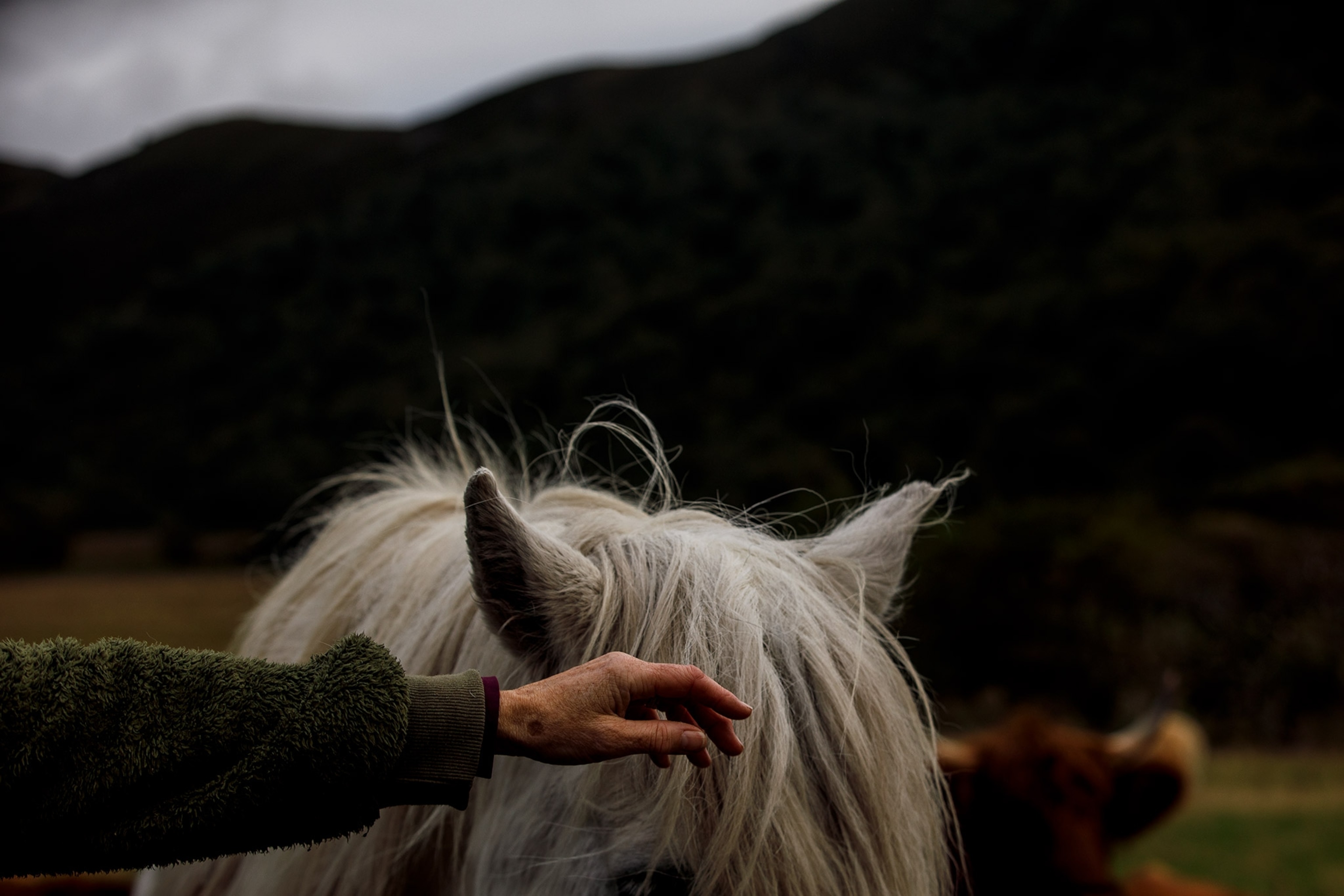 A woman reaches her hand out to touch the mane of a pony
