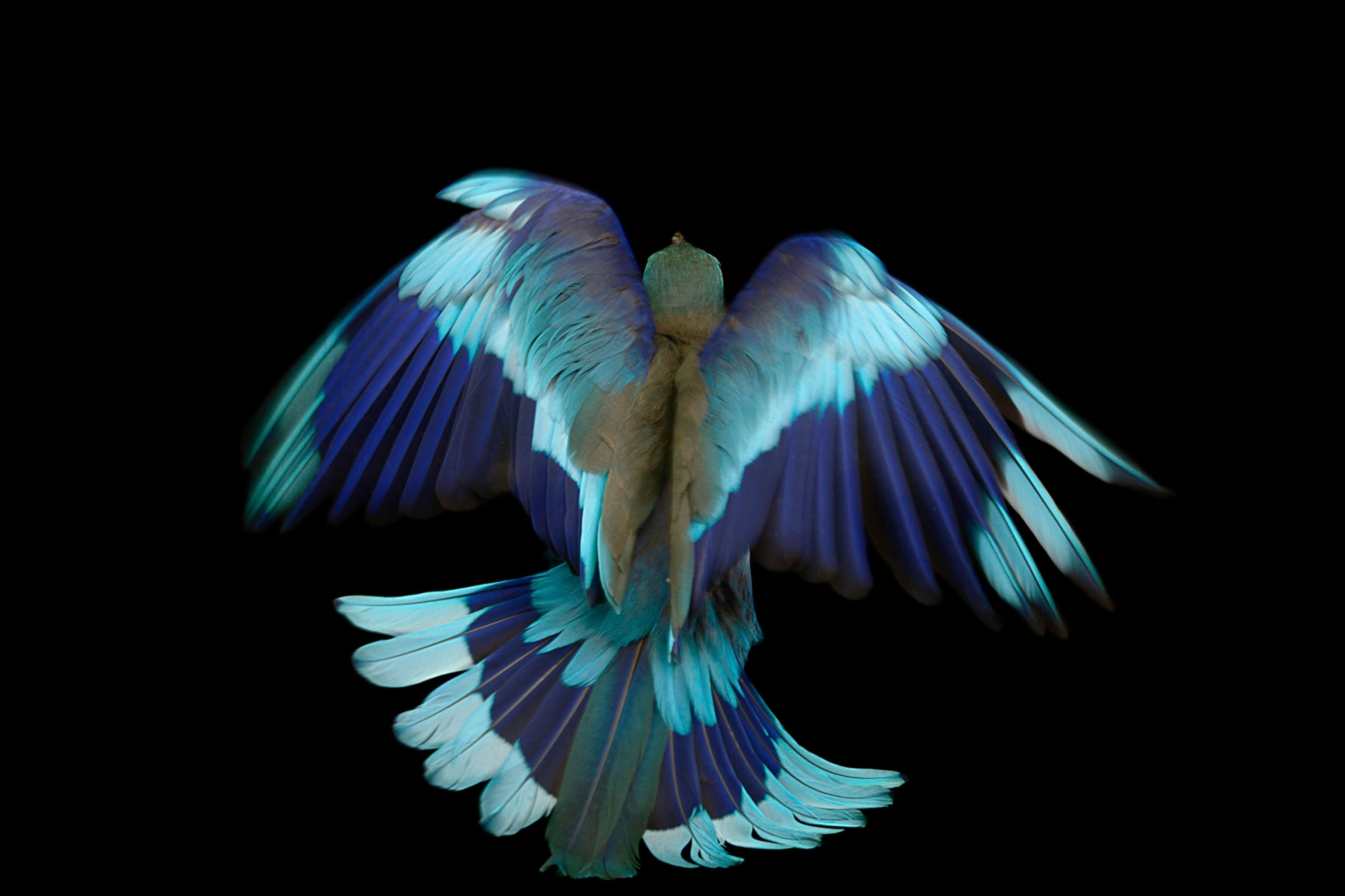 an Indian roller