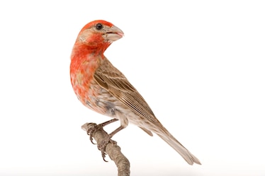 a house finch