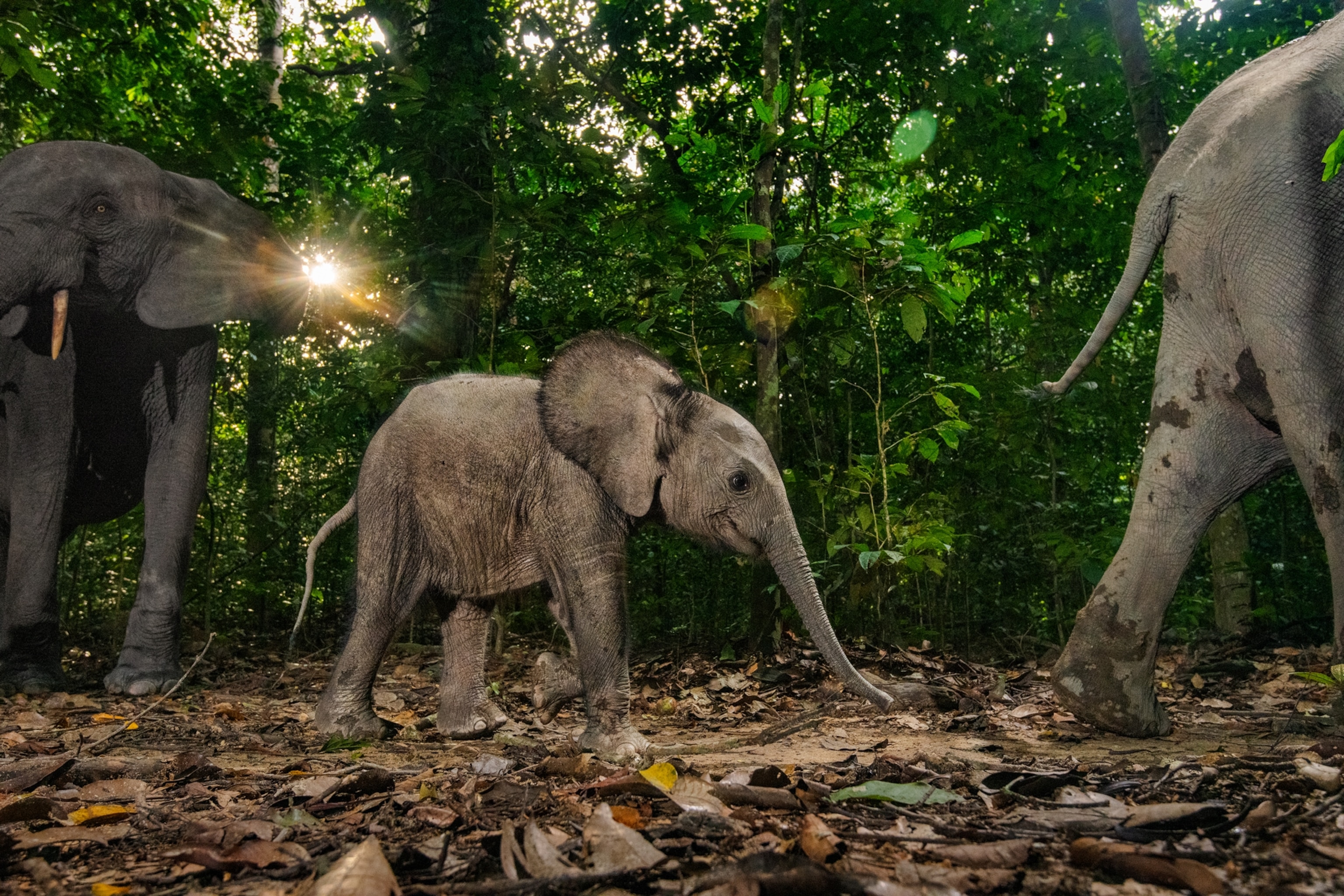 Picture of one baby elephant among adalts.
