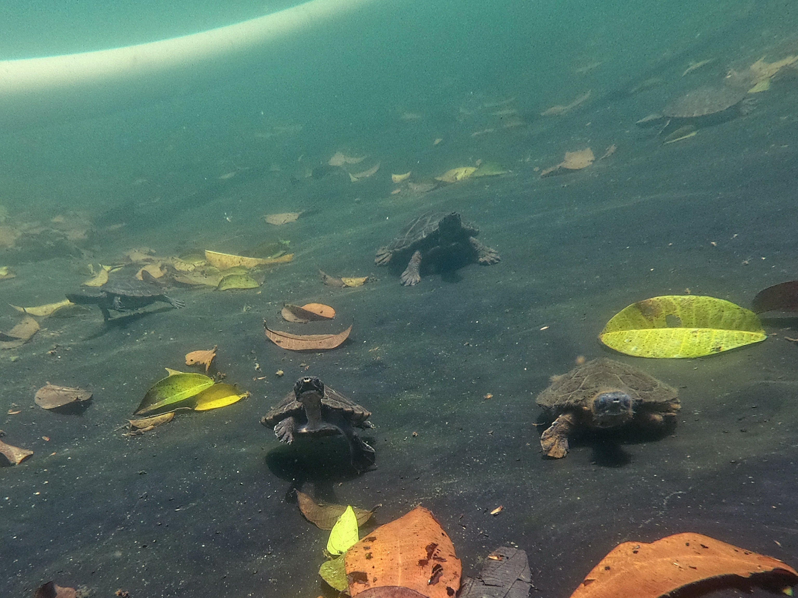 Baby turtles swimming.