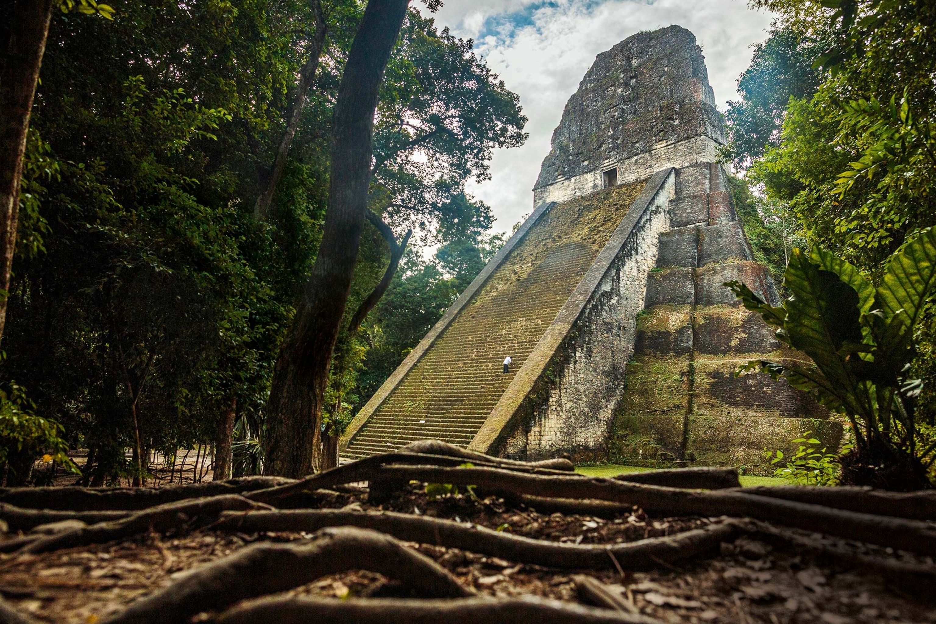 Above the thick tree roots of the Petén jungle rises Temple V of the ancient Maya city of Tikal, in present-day Guatemala. The 187-foot-high structure stands to the south of the Central Acropolis and was built around A.D. 600.
