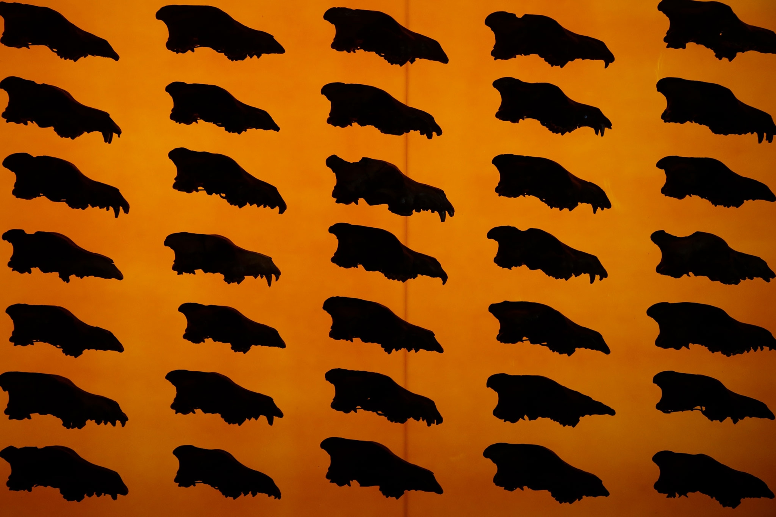 Bones from a wolf head backlit on a wall.