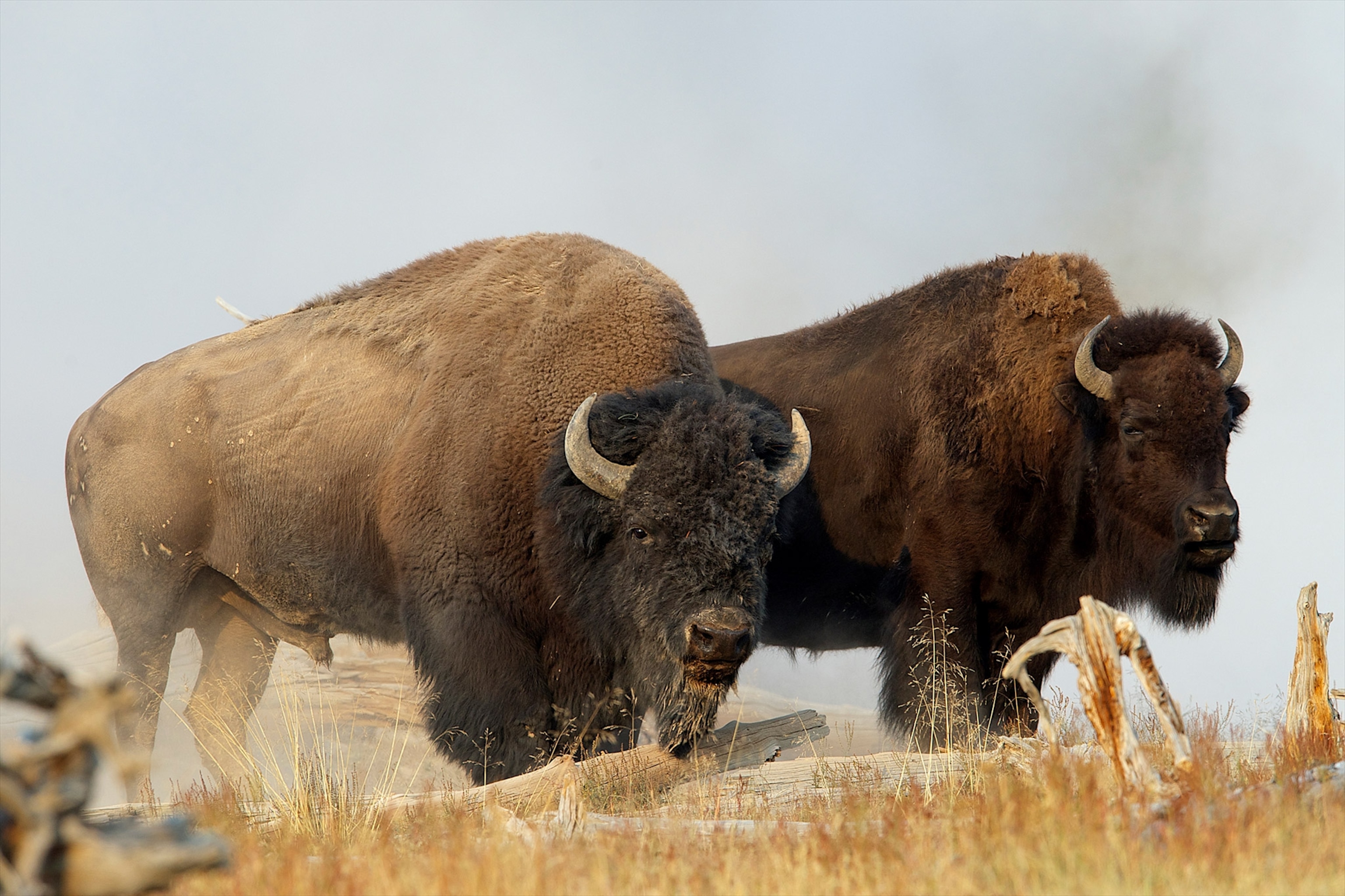 two bison in Yellowstone National Park, Wyoming