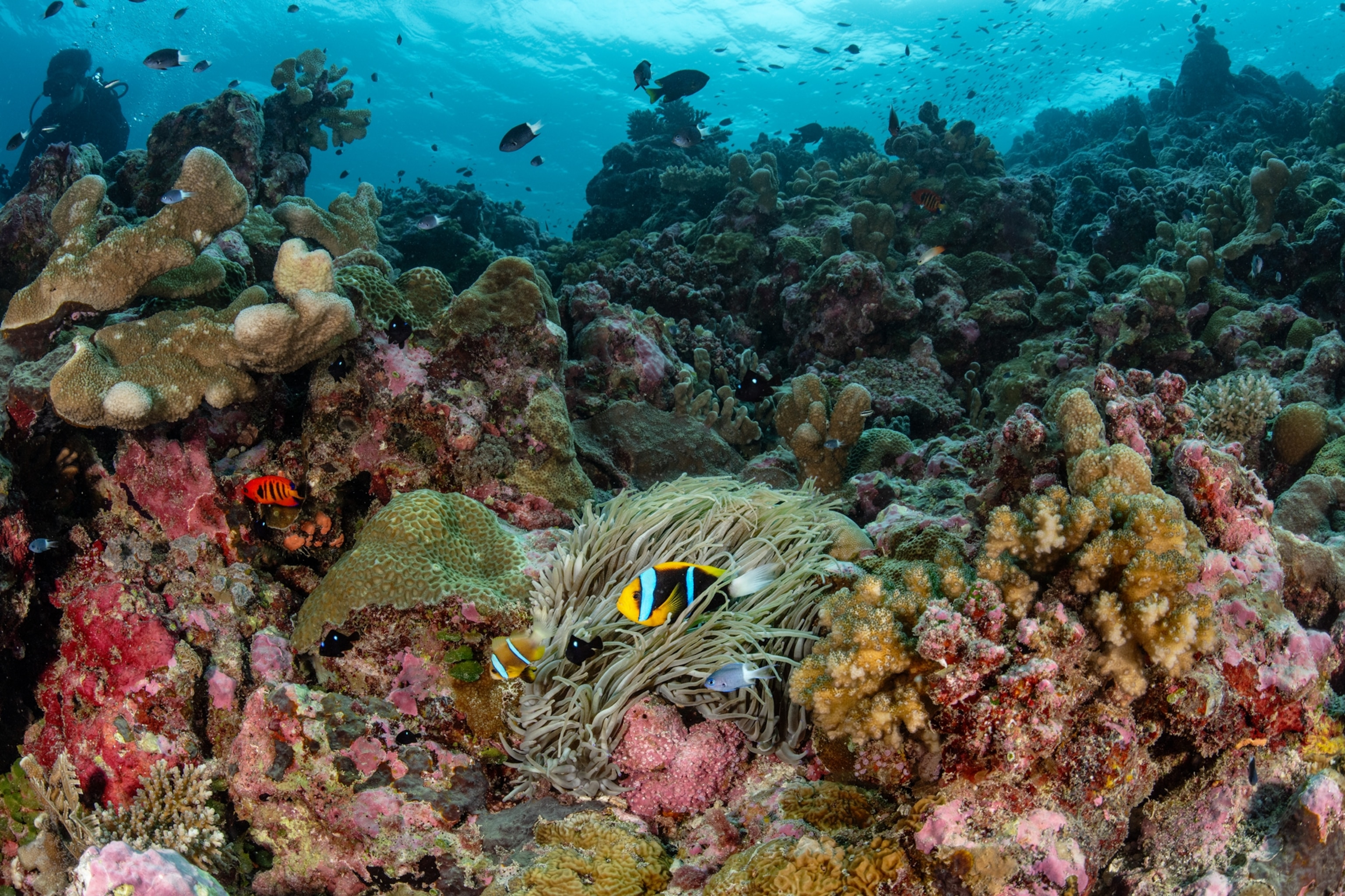 The Hotsarihie Reef brims with shades of pink and yellow and hues of green. A diverse arrangement of fish swims throughout the coral as hundreds explore the waters just above.