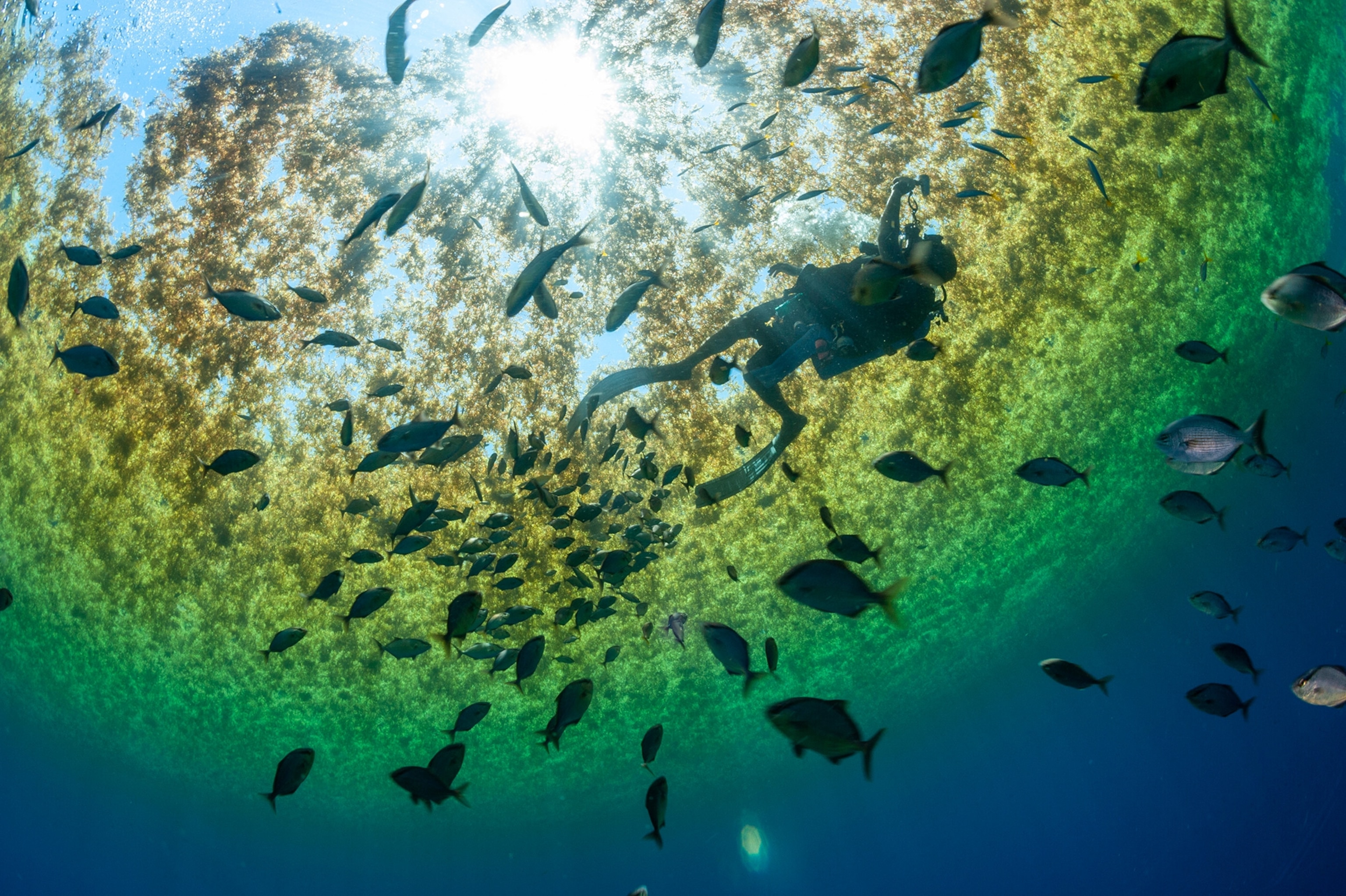 shades of Green and a bright light silouhette a diver and fish.