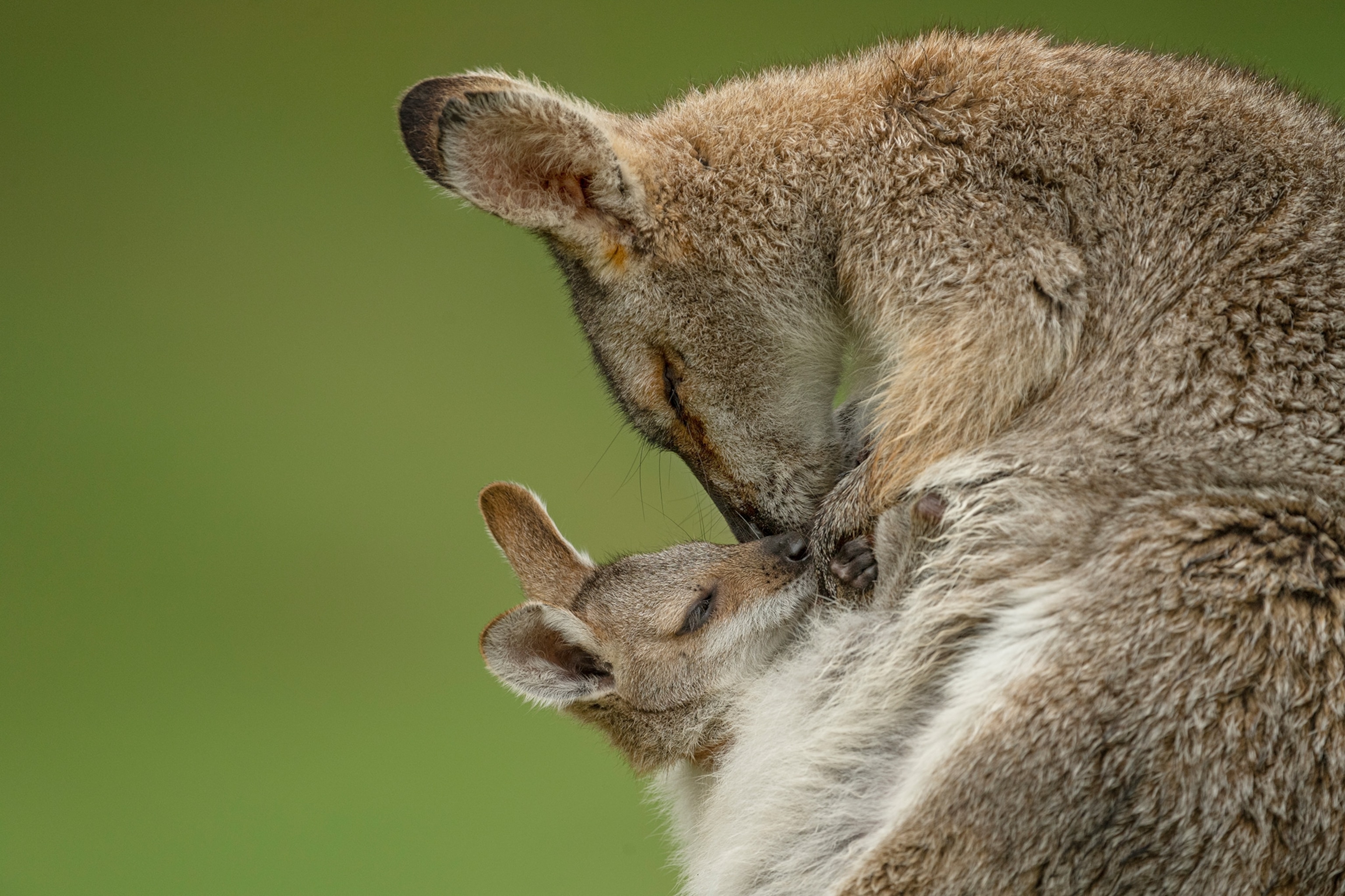 a wallaby and its young in its pouch