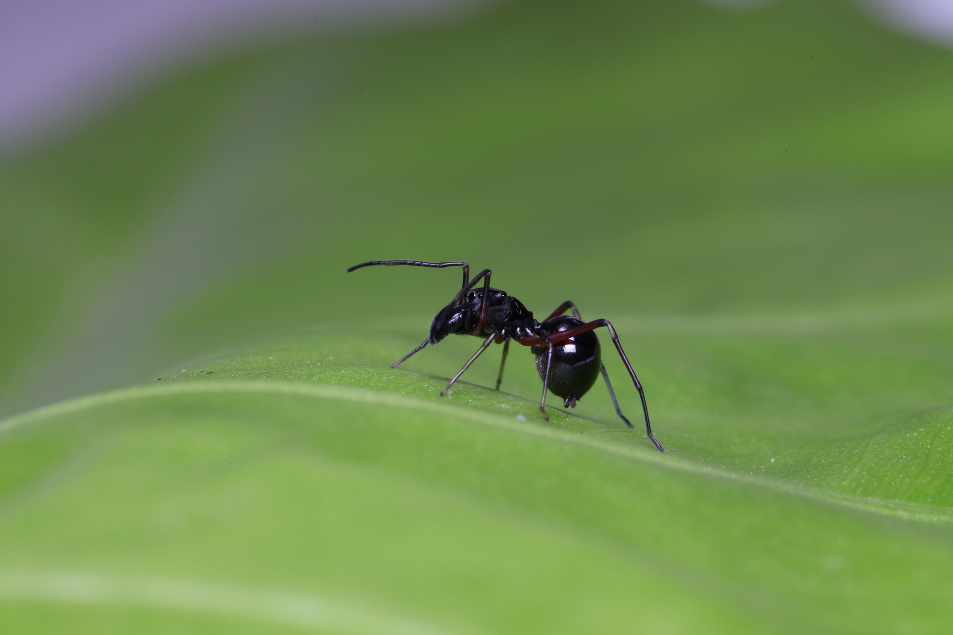 jumping spider